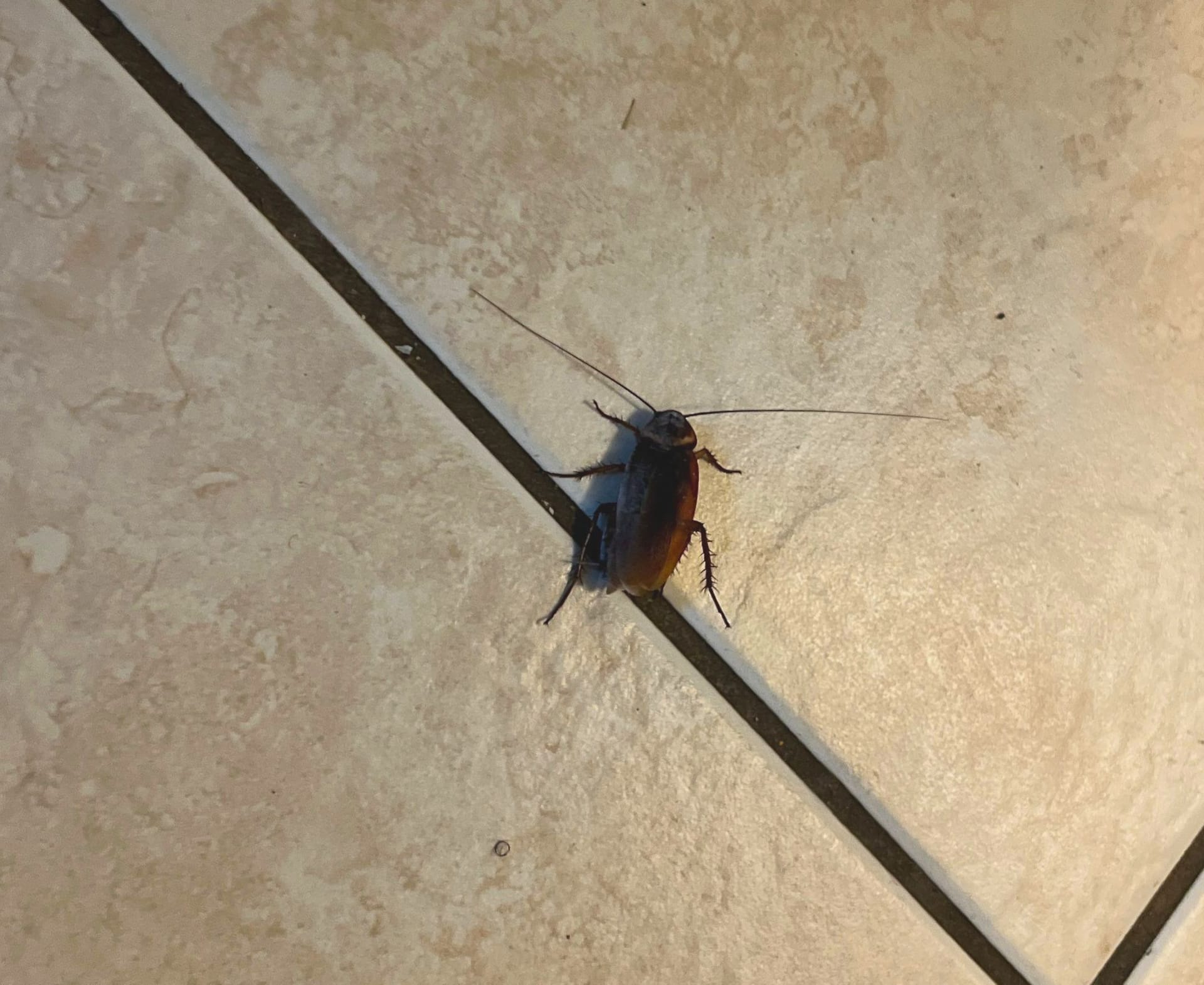 Dead cockroach found on kitchen tile floor during summer pest control inspection in Plano.