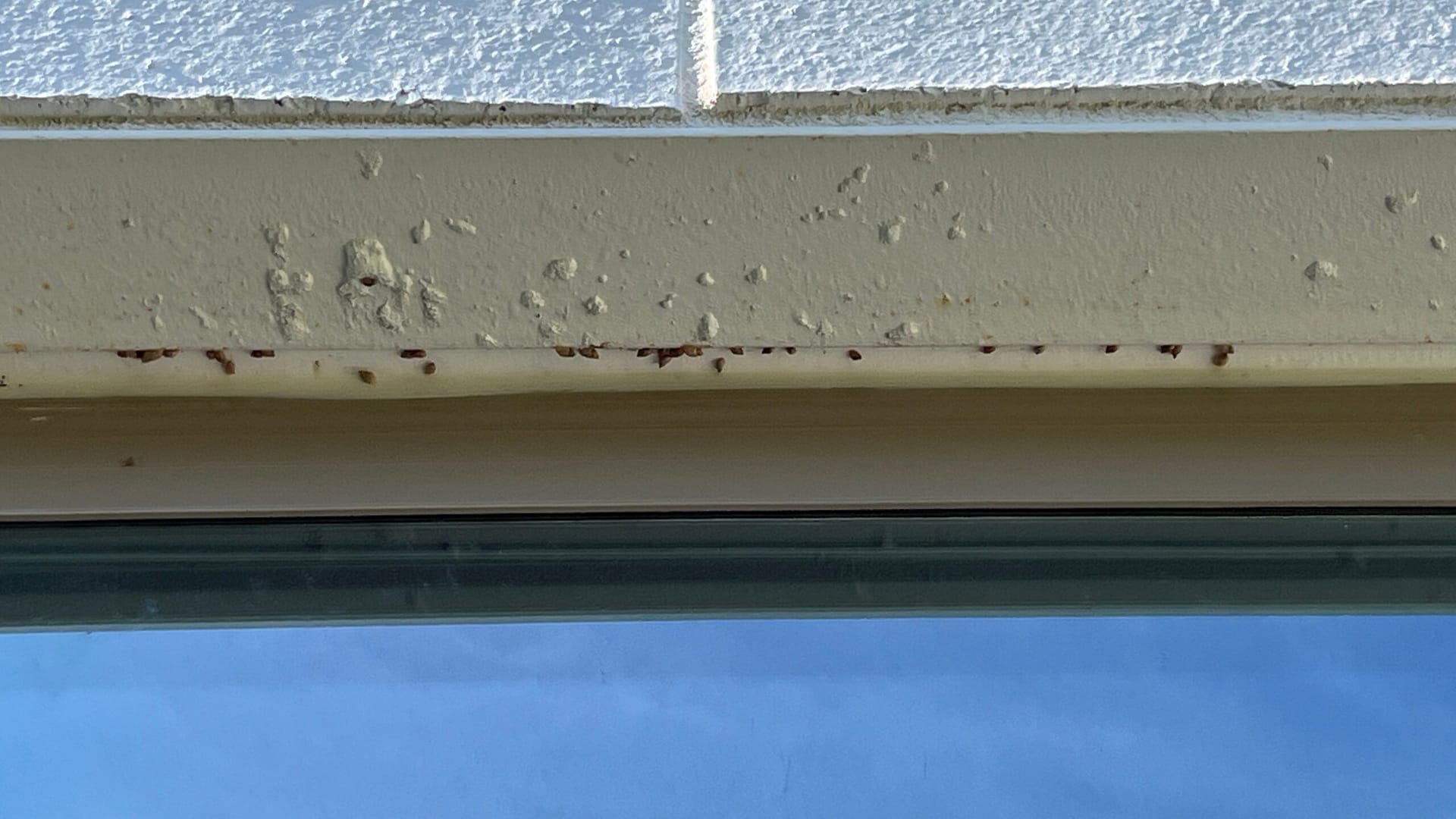 Dead cockroaches found clustered near window trim during summer pest inspection in Melissa.