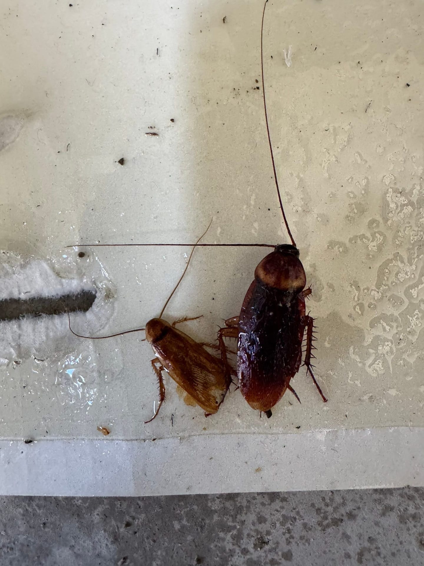 Two cockroaches stuck on glue board during pest inspection in Allen