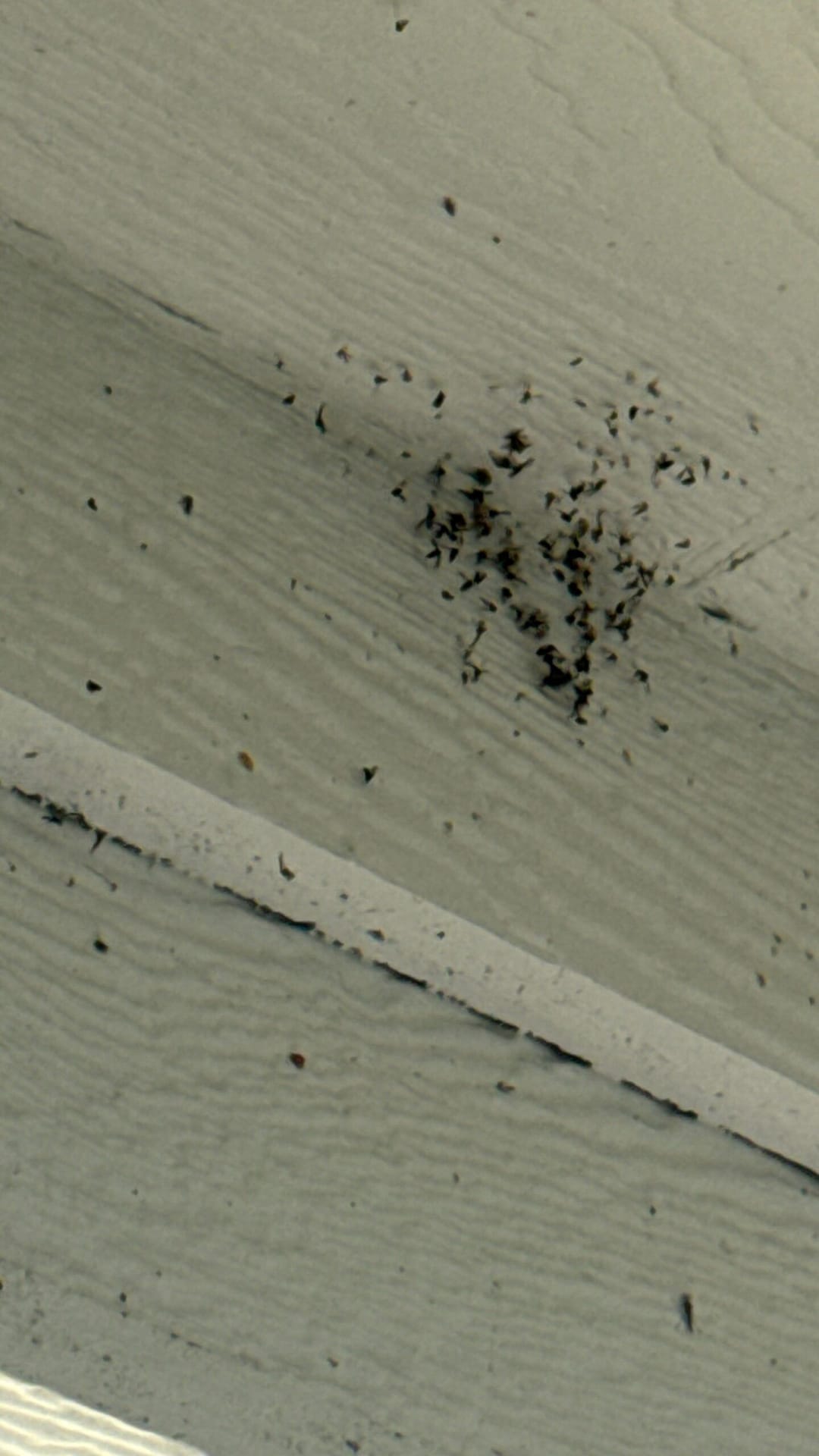 Clustered insects near upper house siding may indicate need for exclusion work in Princeton.