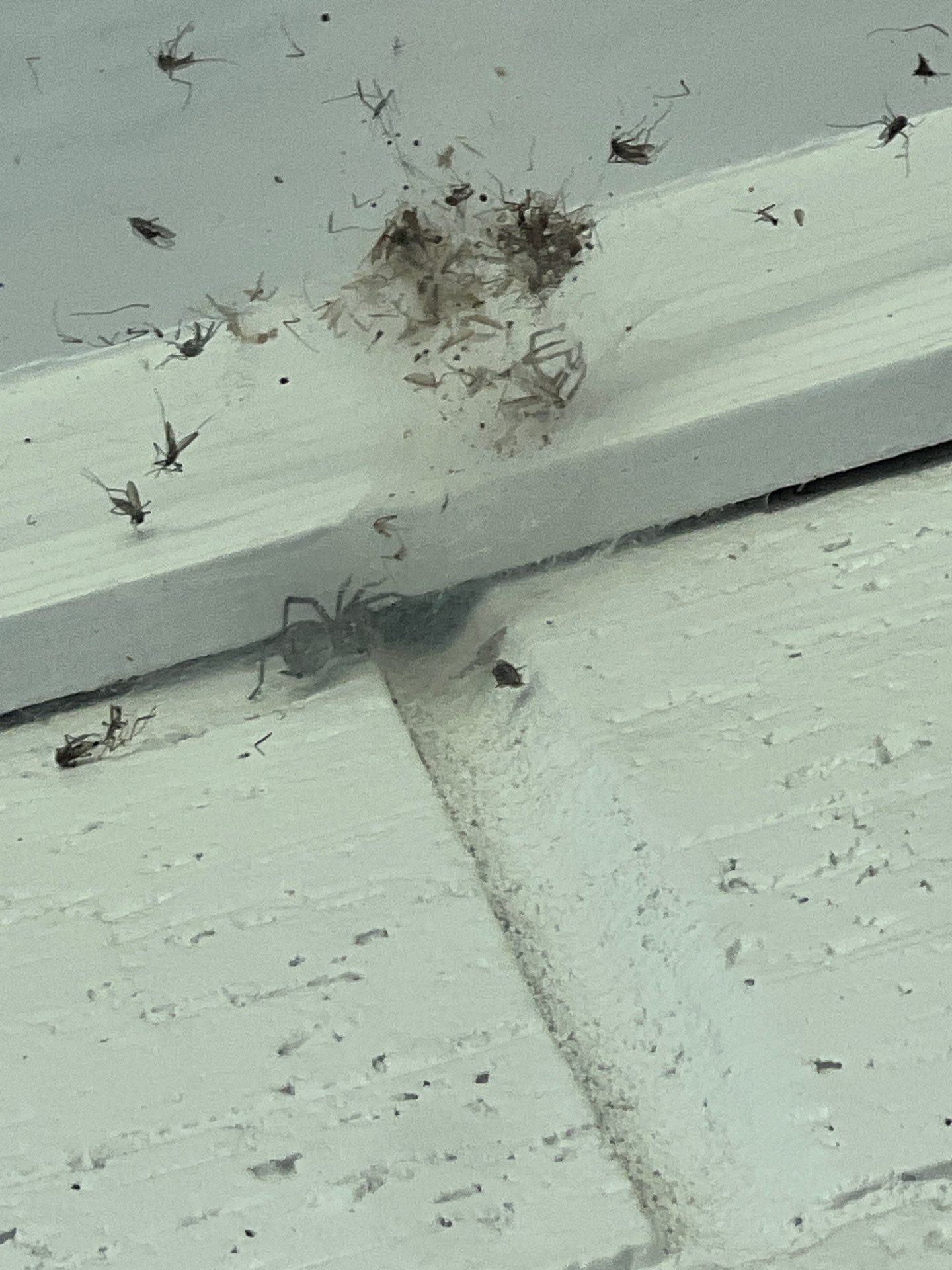 Insect remains and webbing found near window trim as part of exclusion inspection in Frisco.