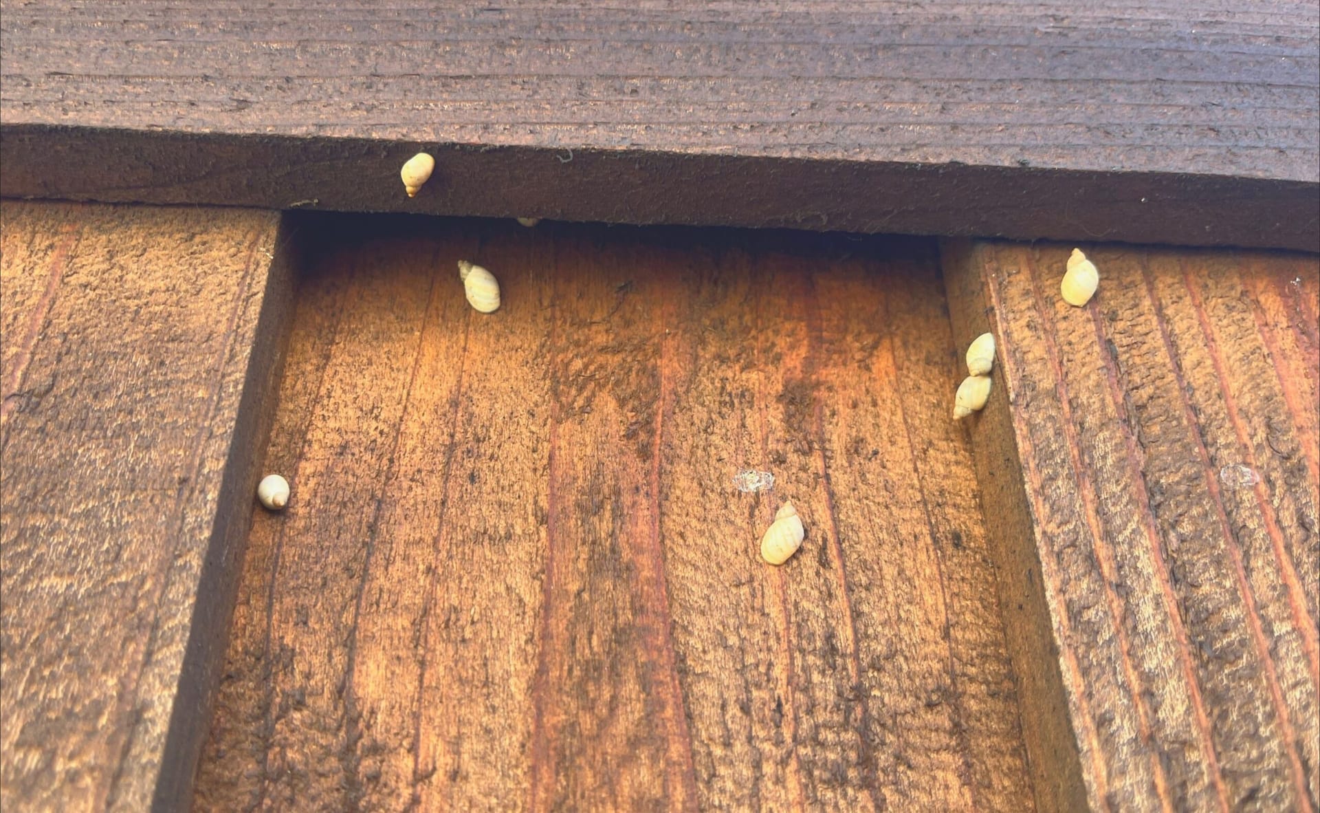 Exclusion gap behind exterior wood siding in Frisco possibly allowing pests into the structure.