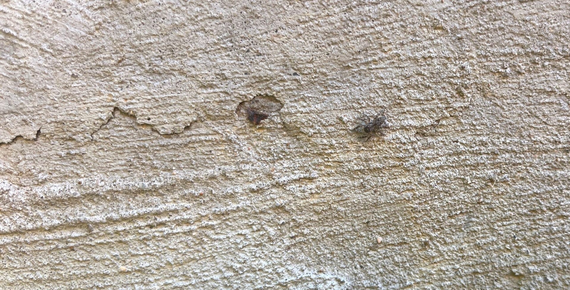Exclusion-related gap in exterior wall showing potential pest entry point in Frisco.