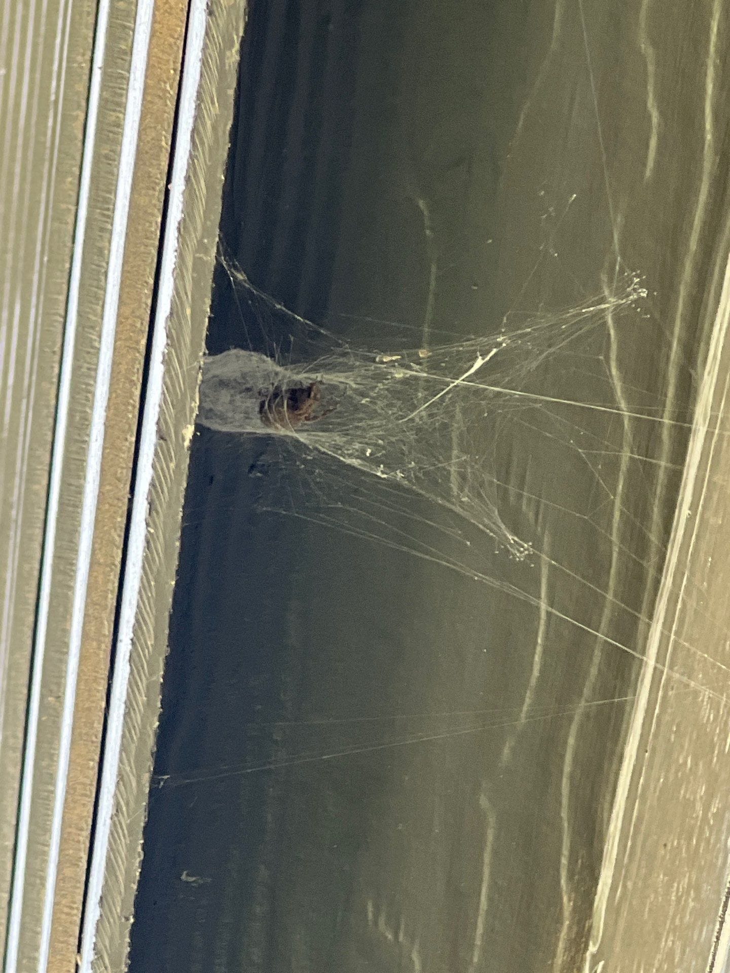 Exclusion webbing around exterior gap near potential pest entry in Princeton