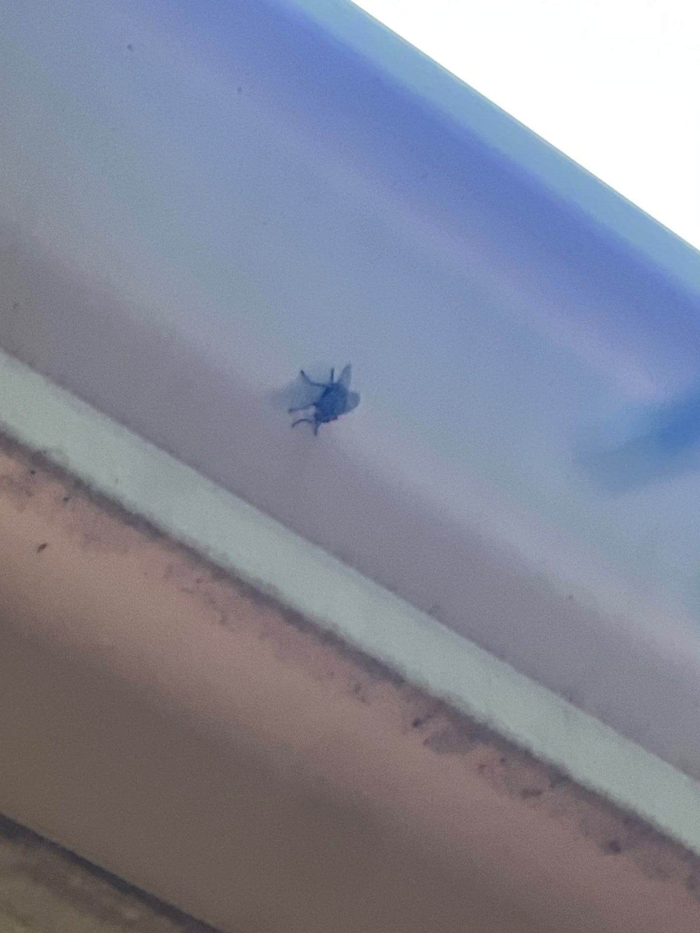 Fly resting on light-colored surface near ceiling in Plano