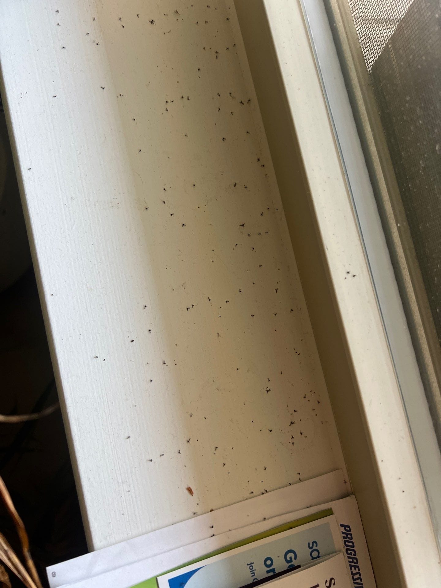 Dead gnats discovered on interior window sill during pest inspection in Princeton