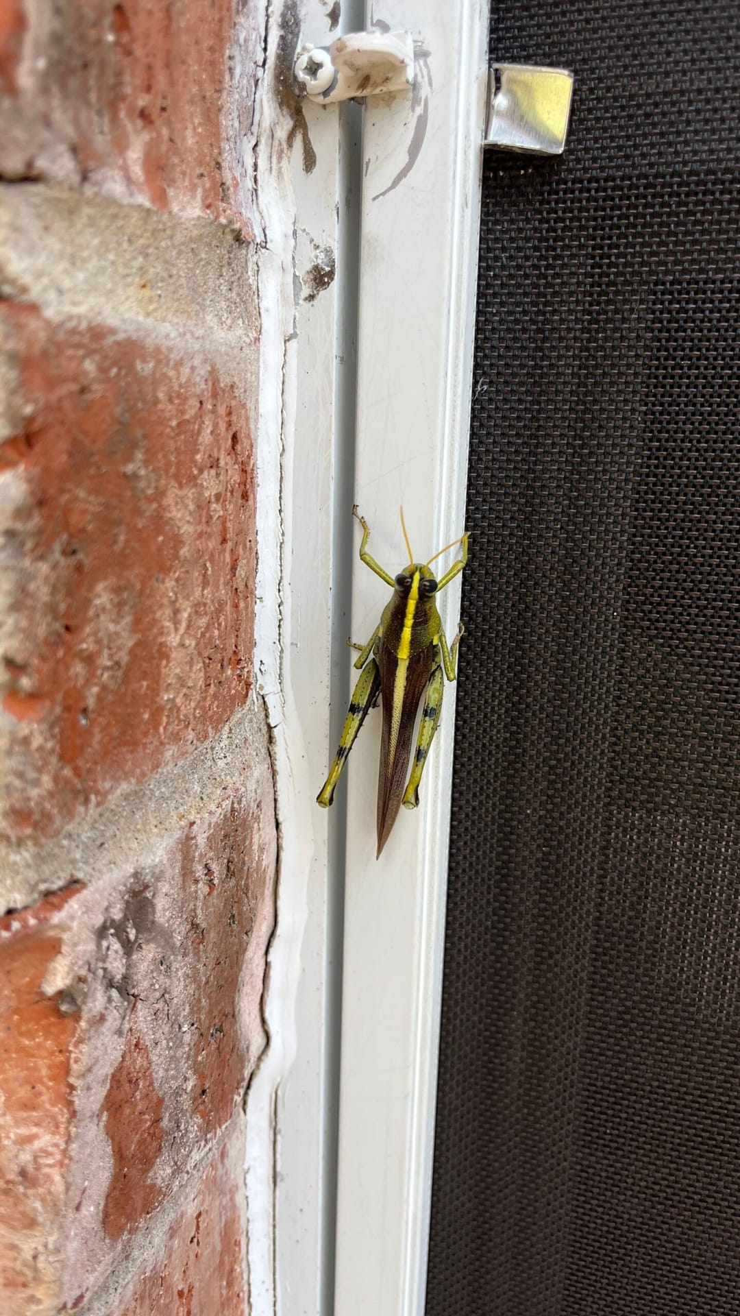 Large grasshopper clinging to window frame beside brick wall in McKinney during late summer pest inspection
