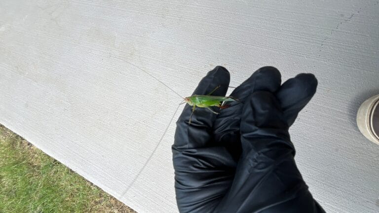 Pest Control Little Elm, TX 56 Green katydid found on front patio during summer pest control inspection in Little Elm.