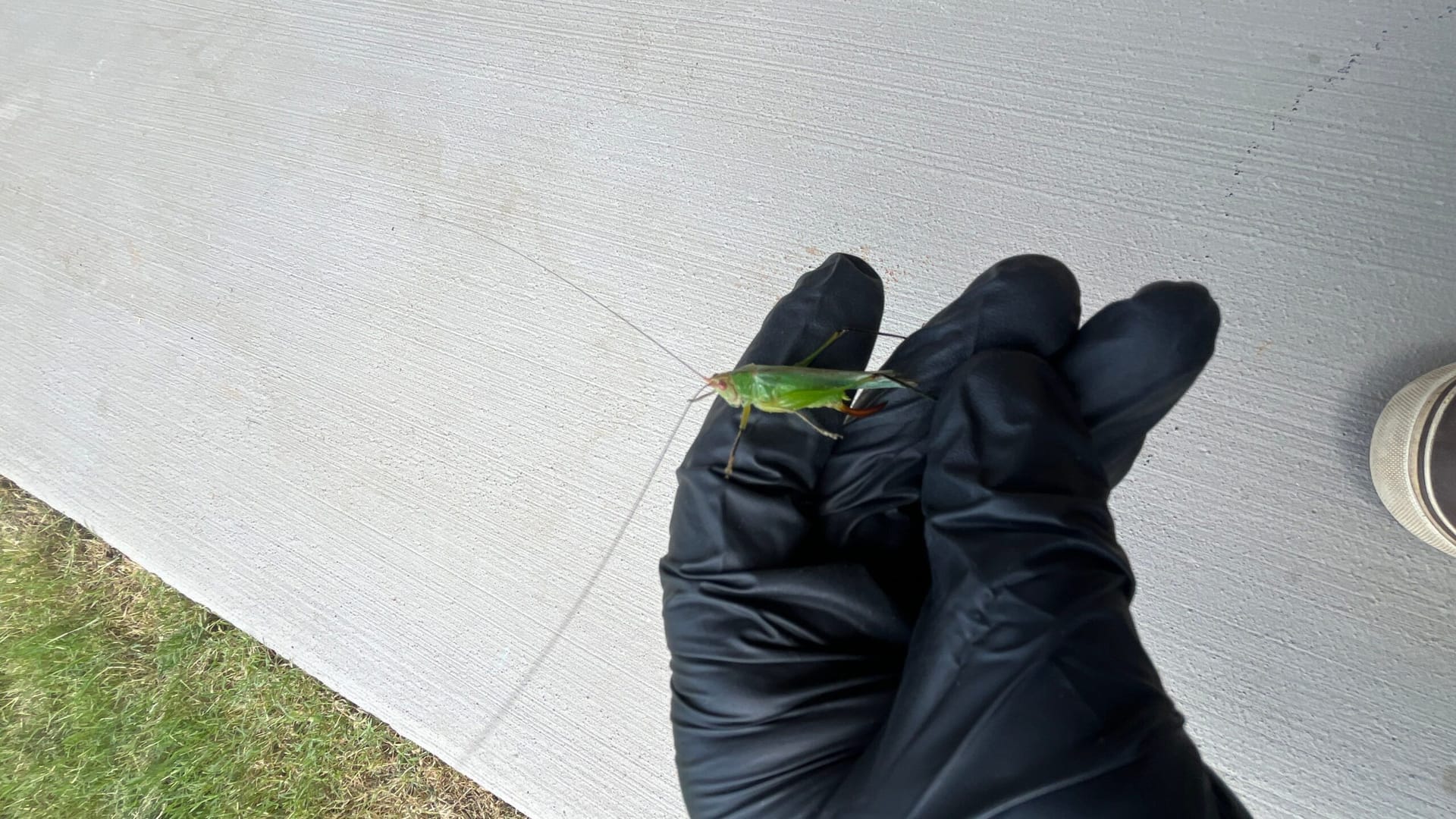 Green katydid found on front patio during summer pest control inspection in Little Elm.