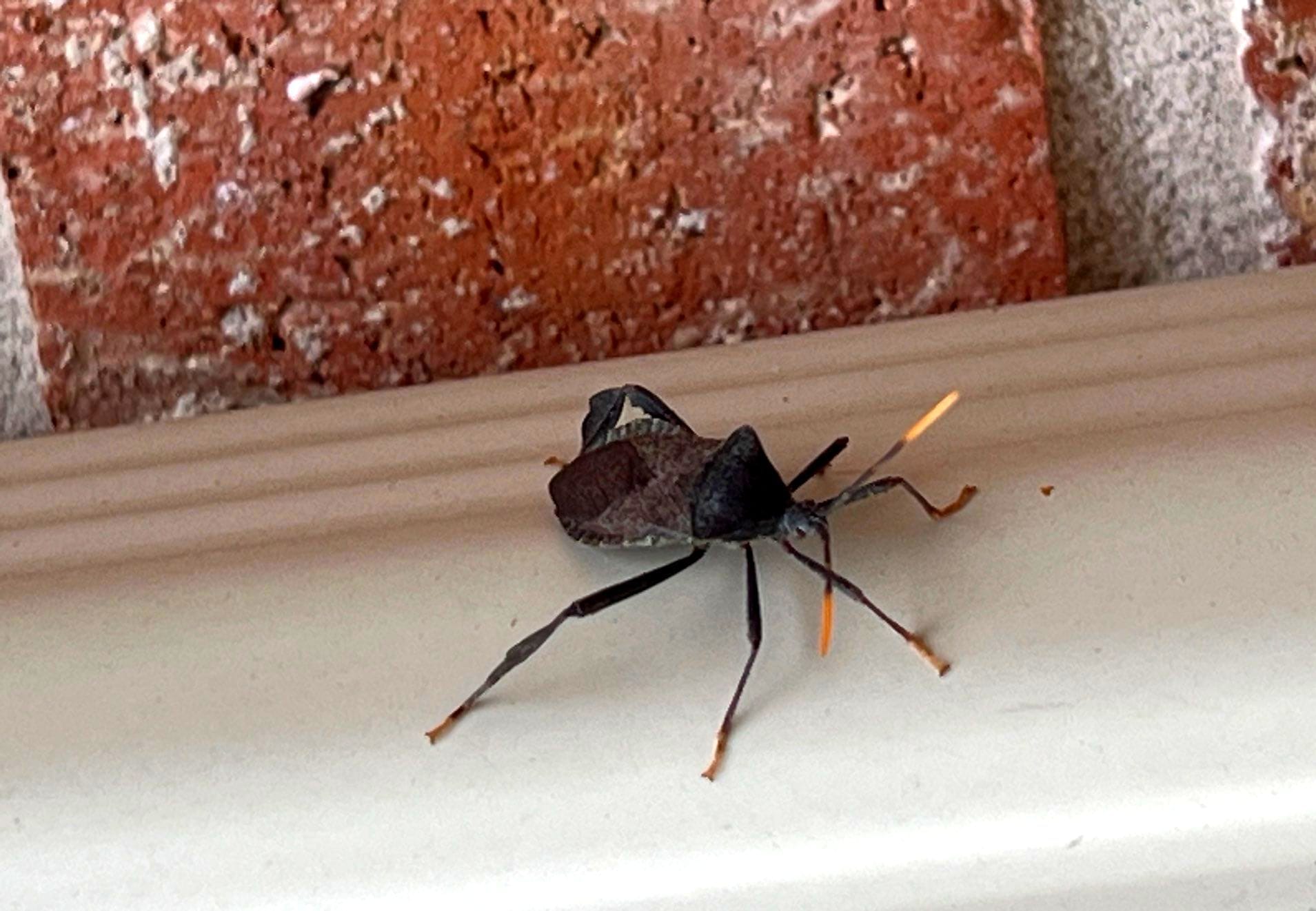 Leaf-footed bug seen on window trim during summer pest inspection in Melissa.