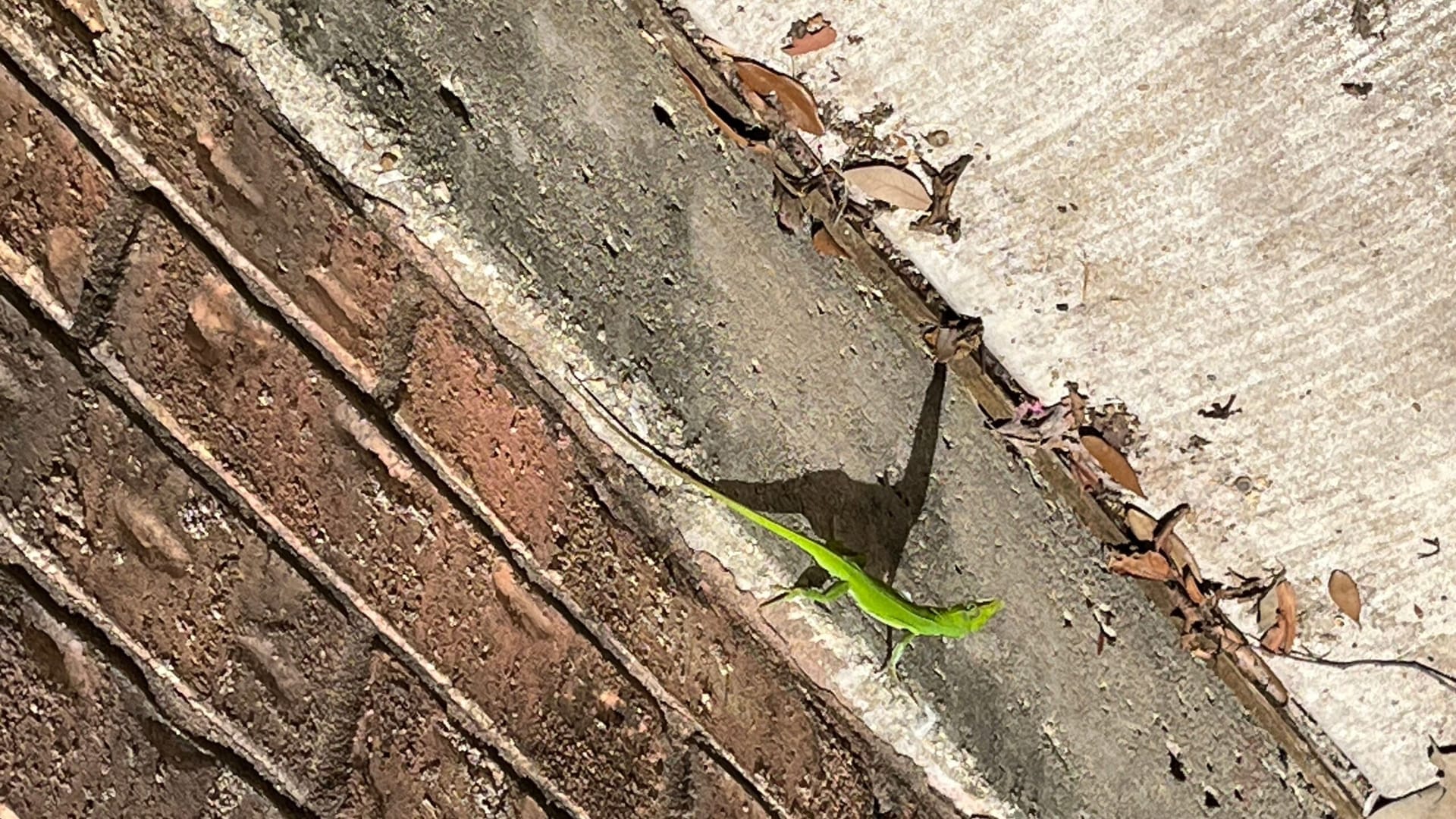 Green lizard spotted on brick wall and concrete foundation near structural gap in McKinney.