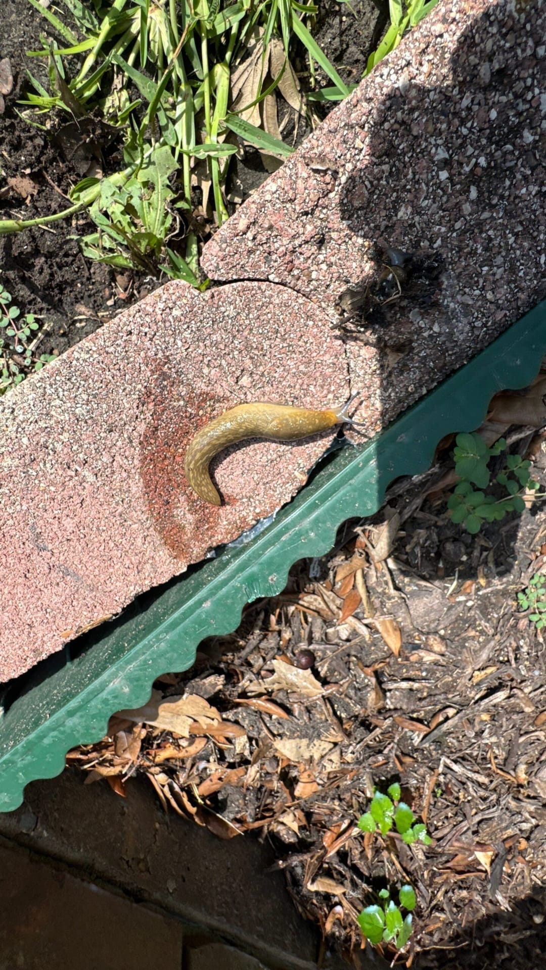 Yellow slug found crawling on outdoor brick edging in Allen