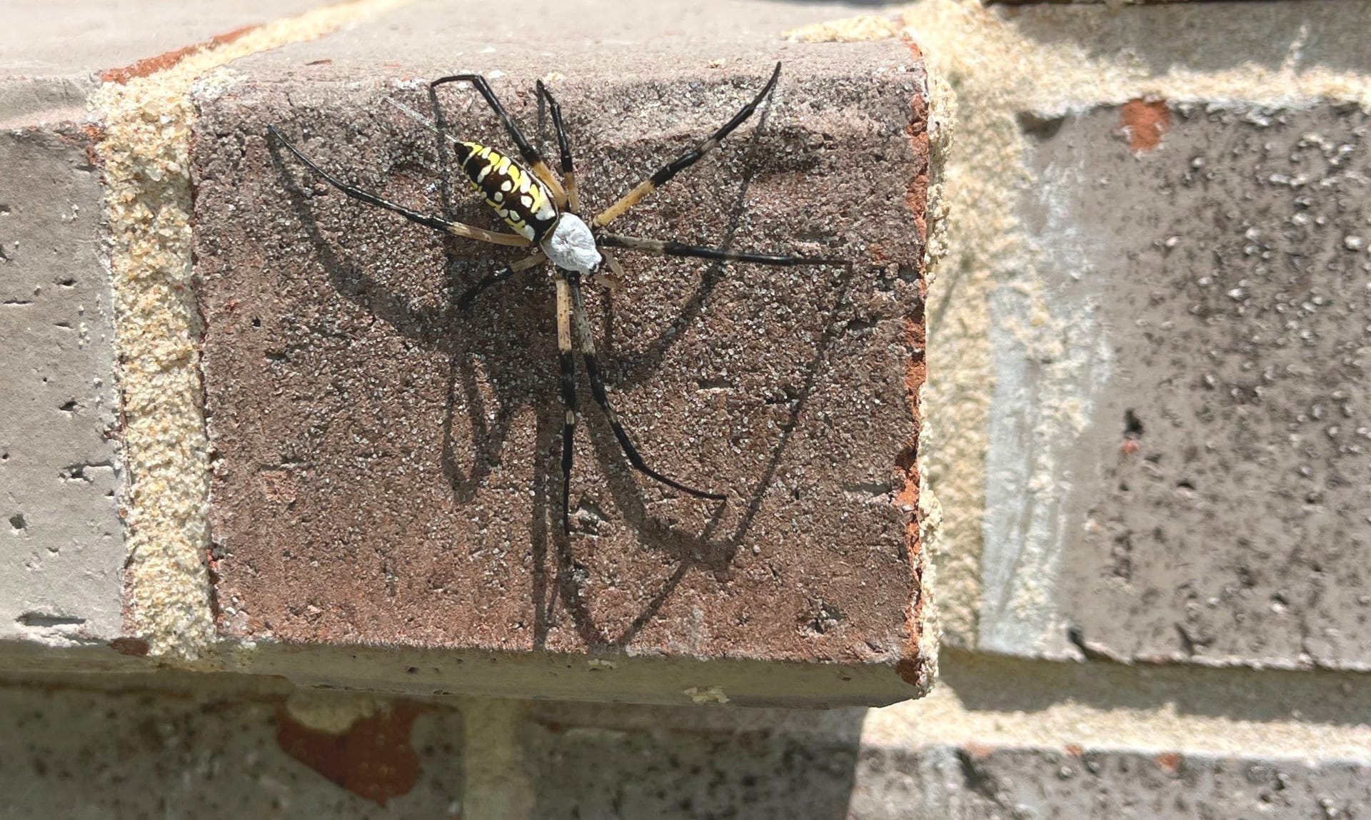 Black and yellow garden spider found on exterior brick wall in Little Elm during summer inspection.