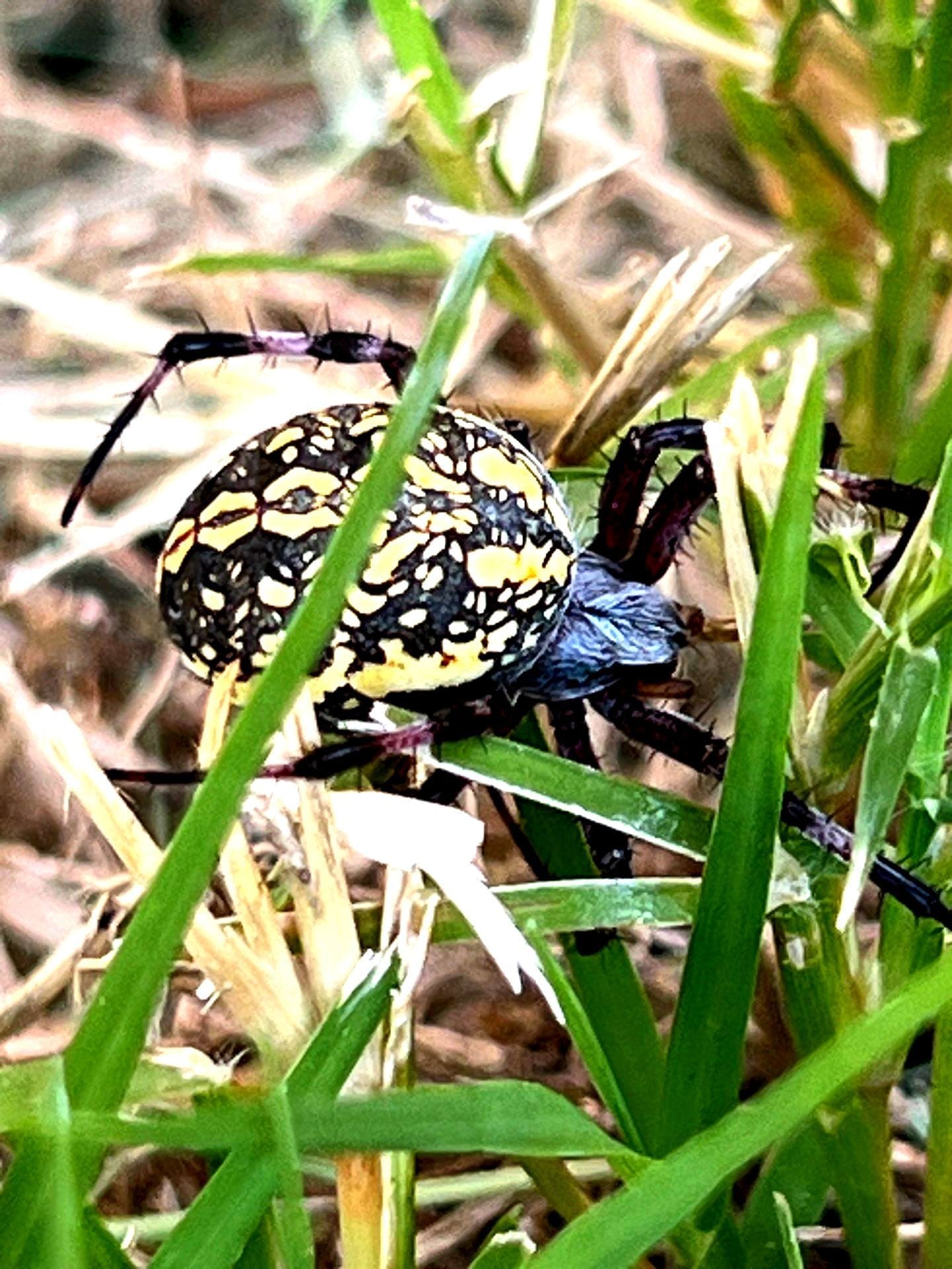 Colorful spider found in summer grass during pest inspection in Princeton.