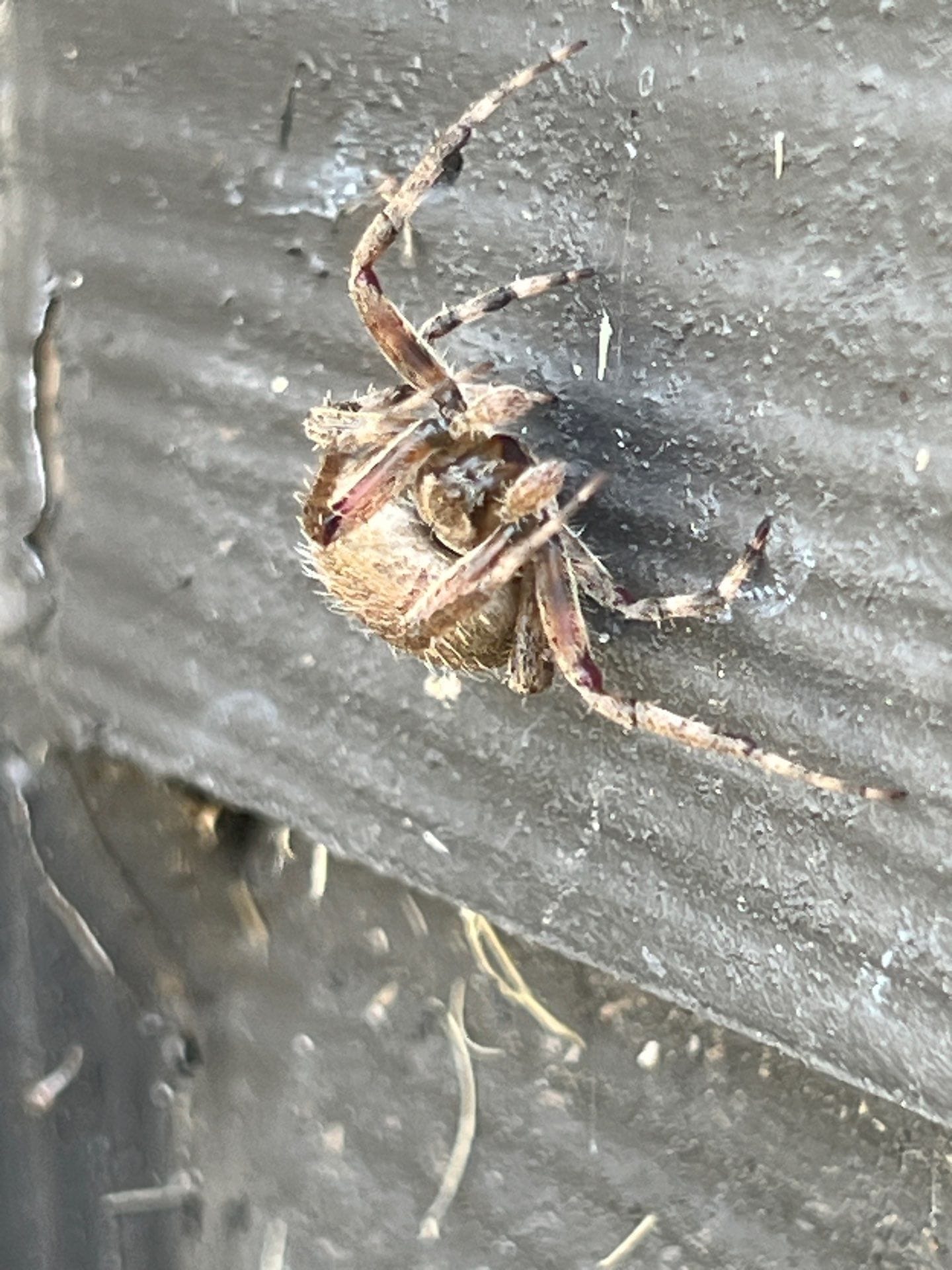 Brown spider clinging to exterior wall near home in Princeton.