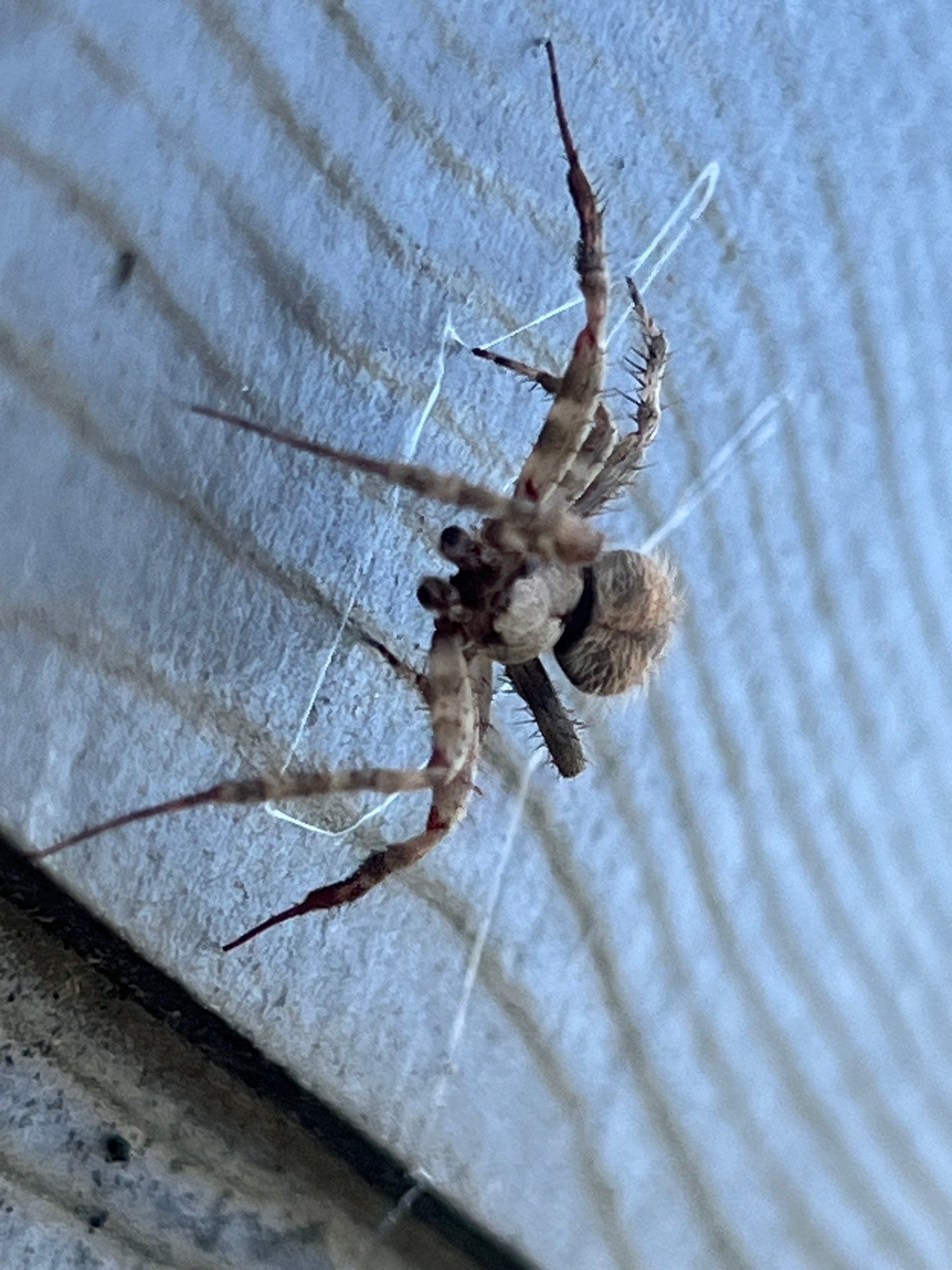 Close-up of a spider discovered on exterior siding in Princeton.