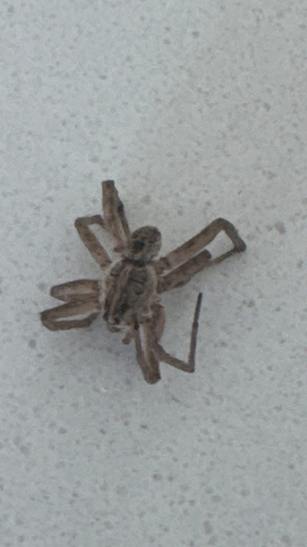 Dead spider located on residential floor during pest inspection in McKinney, Texas.