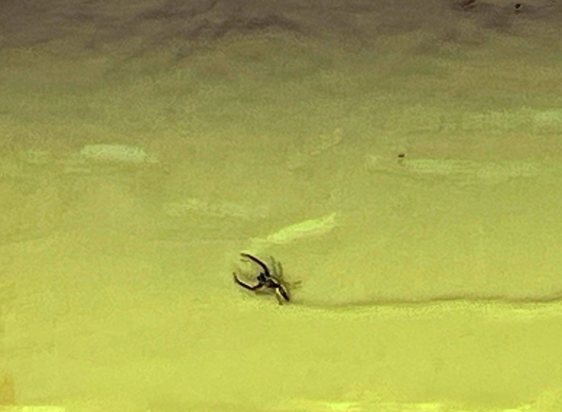 Dead spider spotted inside a home on yellow siding surface in Plano during summer pest control inspection.