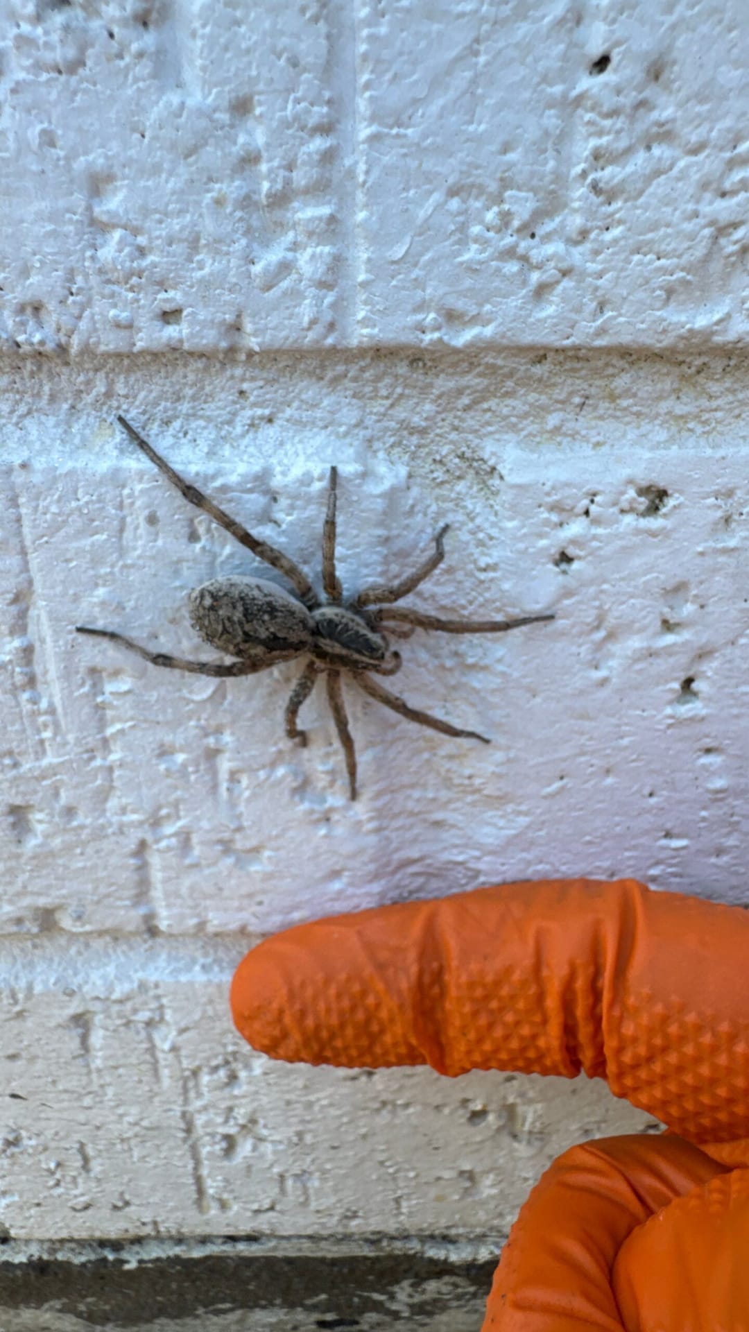 Large spider identified on the exterior brick wall of a home during fall pest inspection in Frisco.