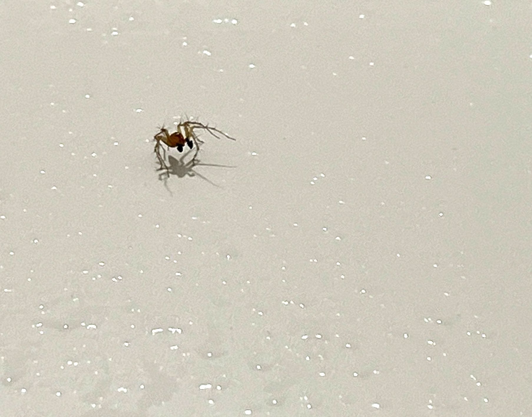 Small spider observed on light-colored indoor surface in McKinney during pest inspection.