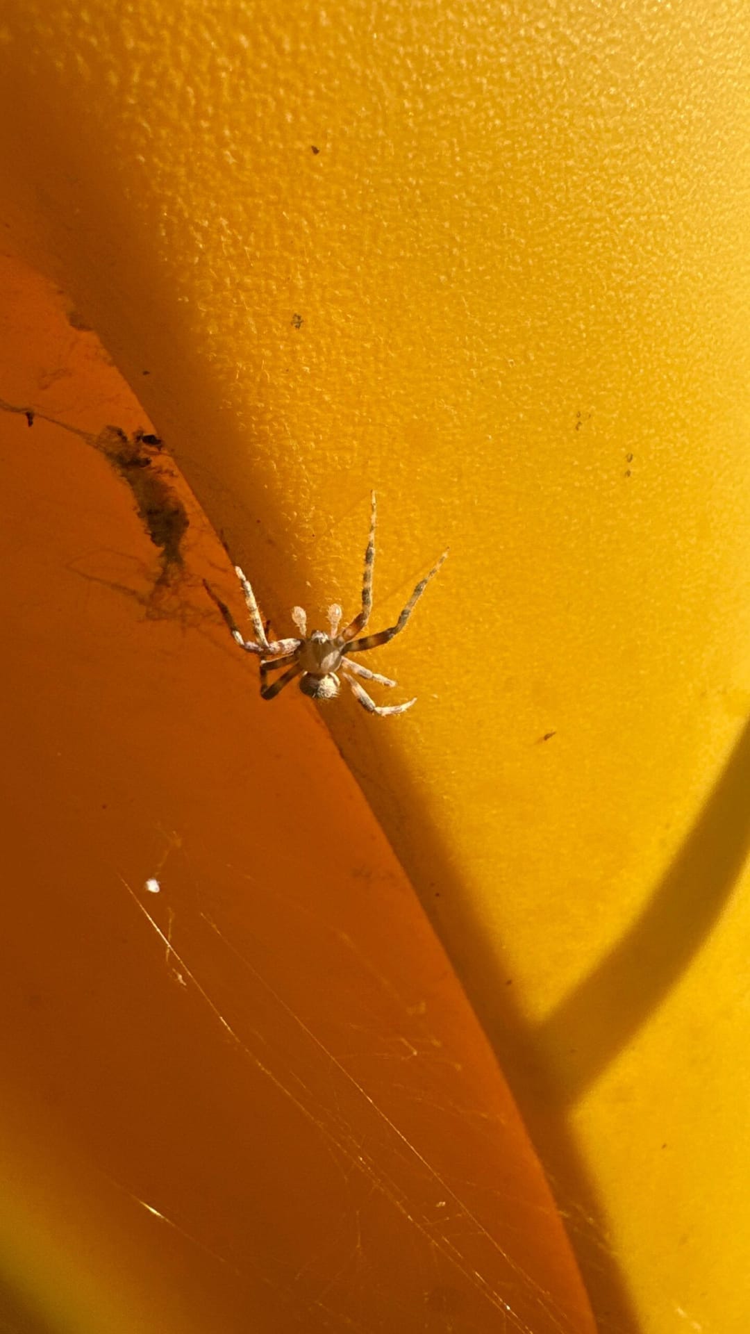 Small striped spider spotted on plastic surface near potential entry point in McKinney