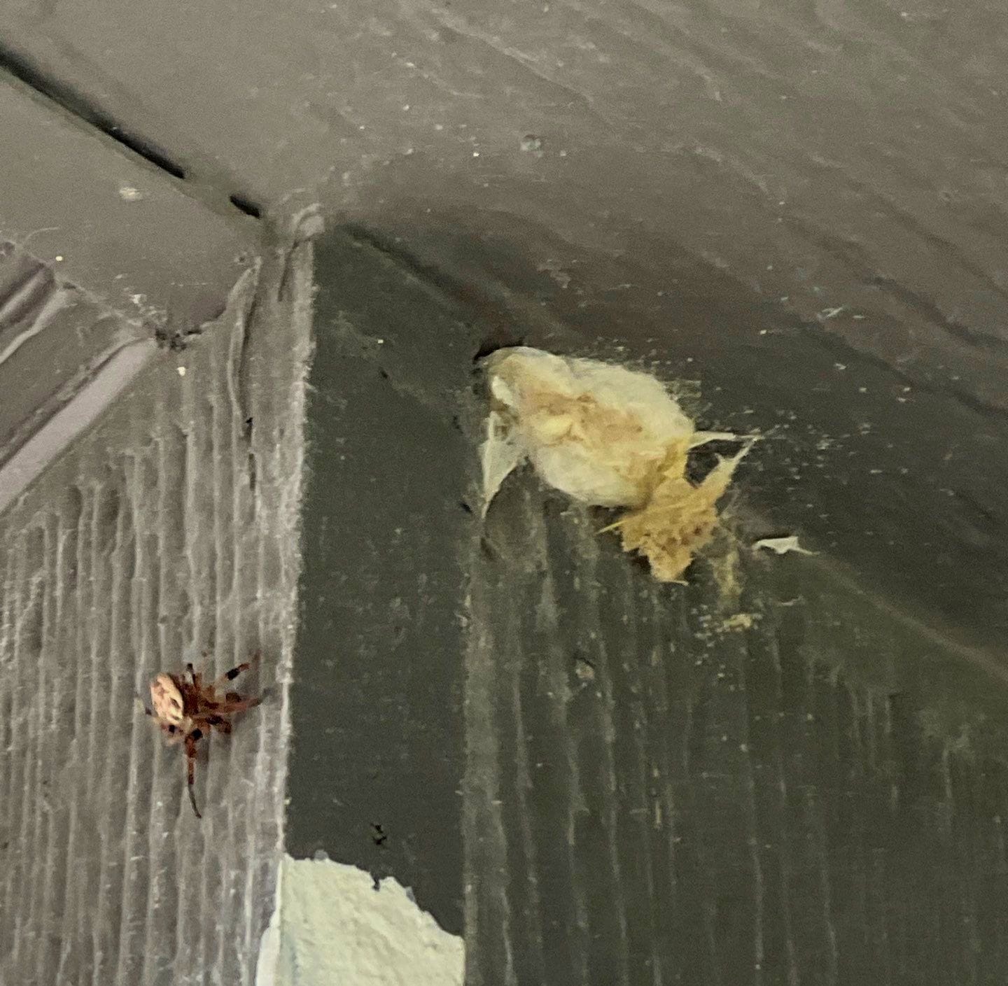 Spider resting near an egg sac in a shaded exterior corner of a home in Princeton.
