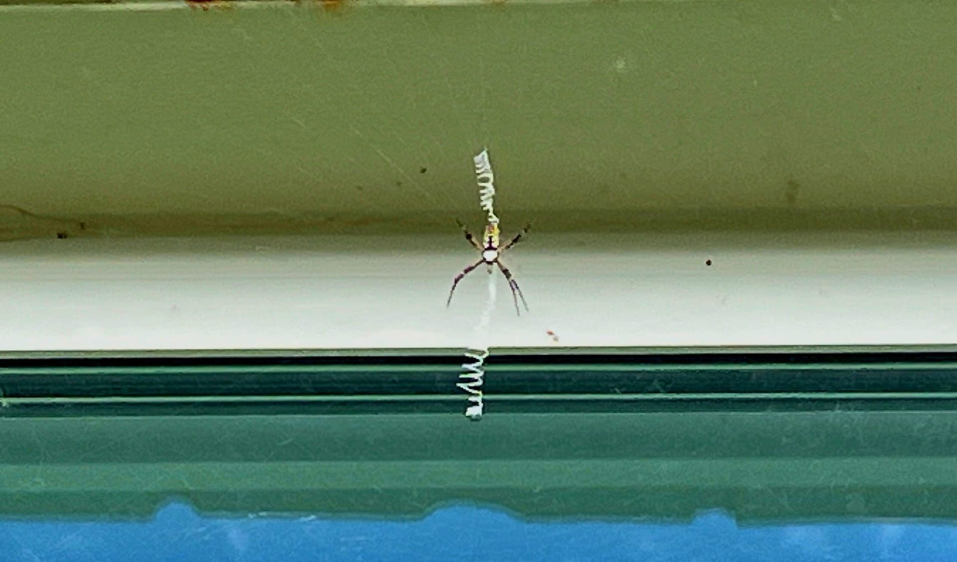 Yellow garden spider suspended near window frame during summer in Prosper