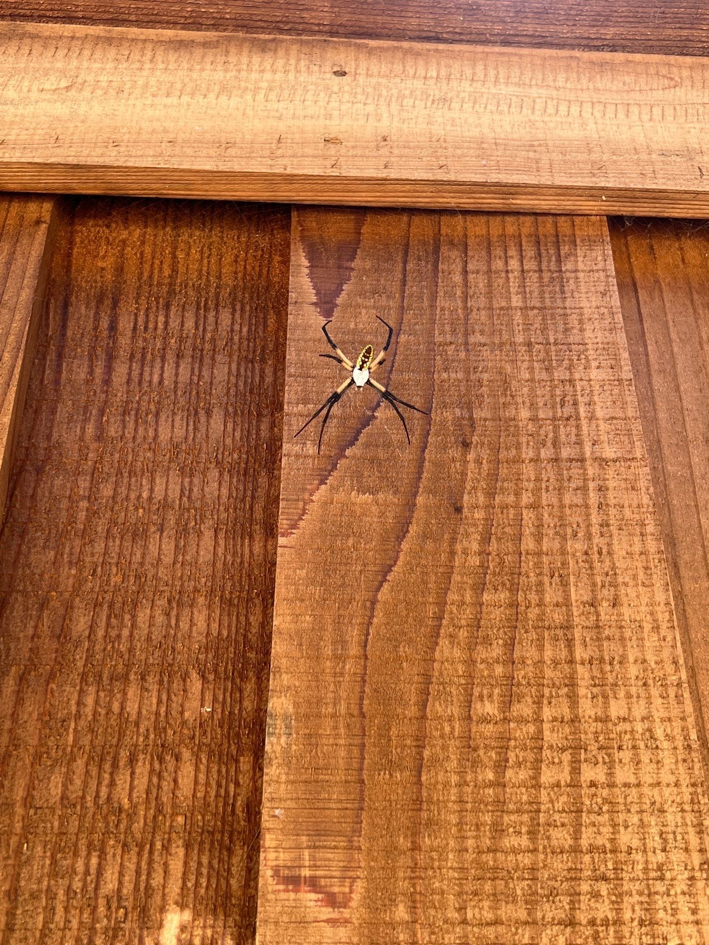 Large yellow garden spider seen resting on wooden fence in Melissa during fall season pest inspection.