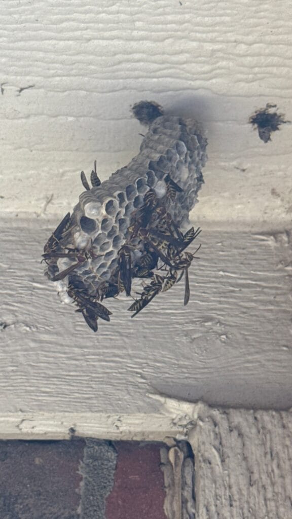 Wasp nest with several wasps found under home eave in Allen during midsummer inspection.