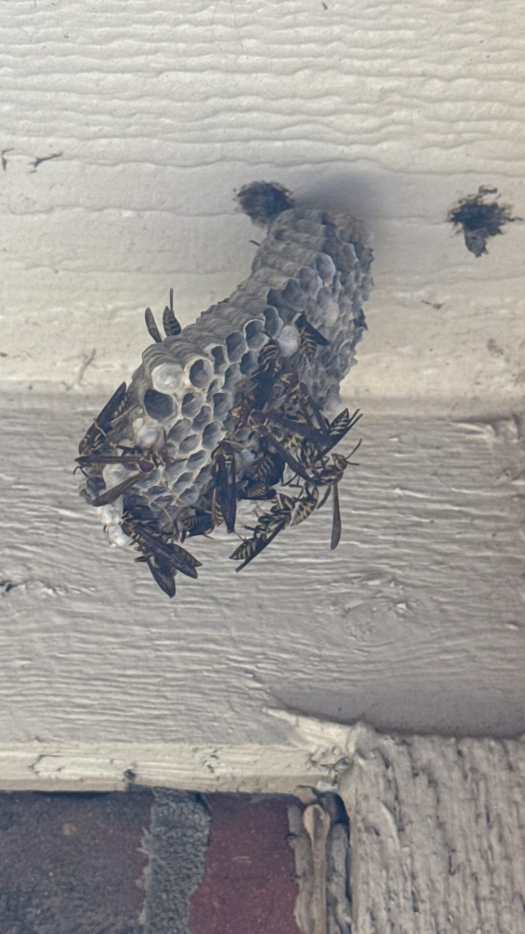 Wasp nest with several wasps found under home eave in Allen during midsummer inspection.