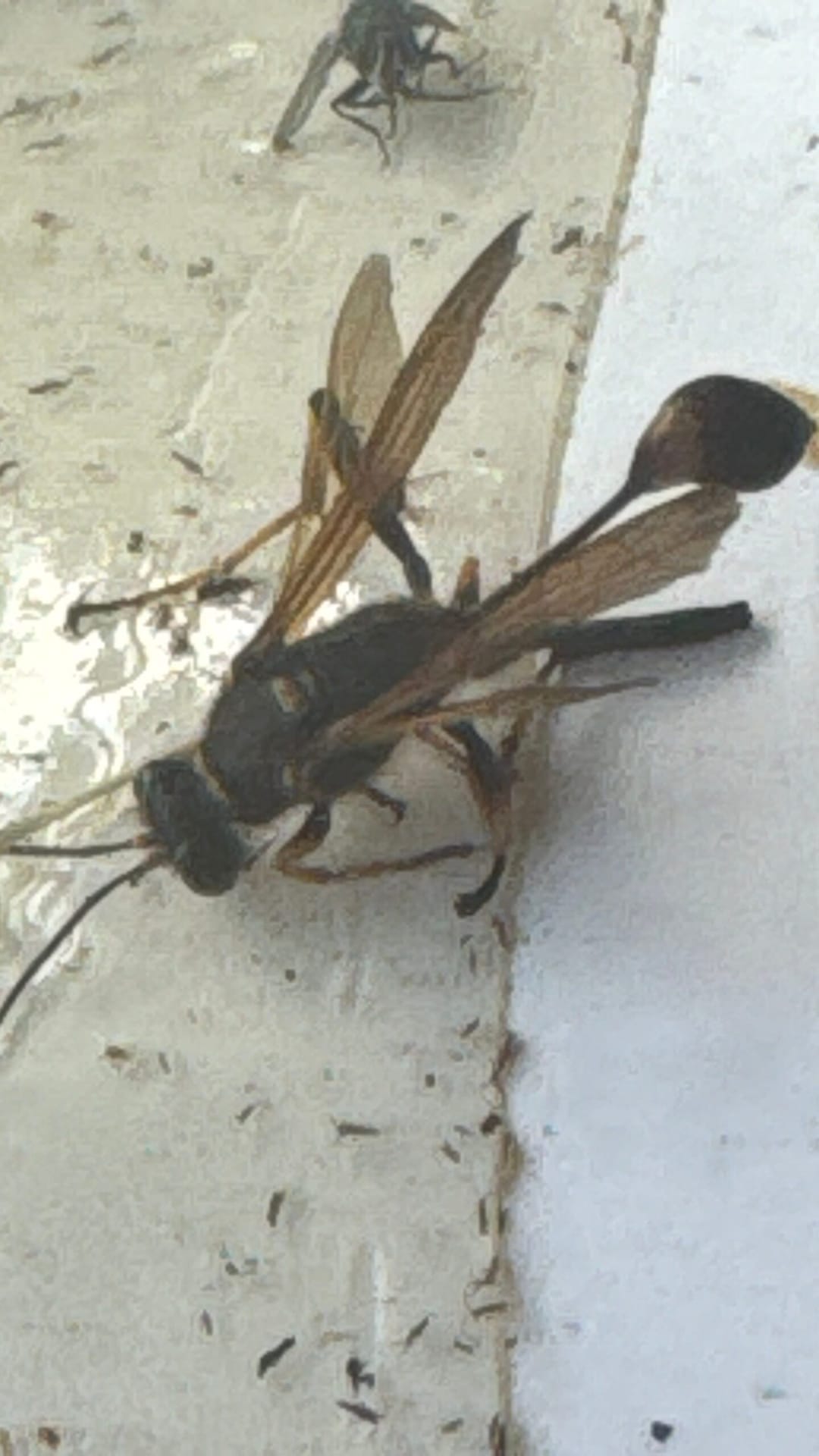 Dead paper wasp spotted near window indoors during late summer in McKinney