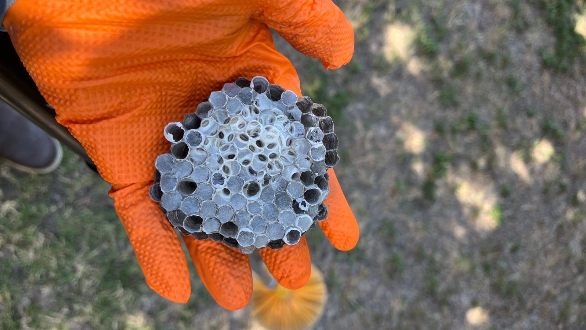Paper wasp nest safely removed by technician wearing gloves in McKinney