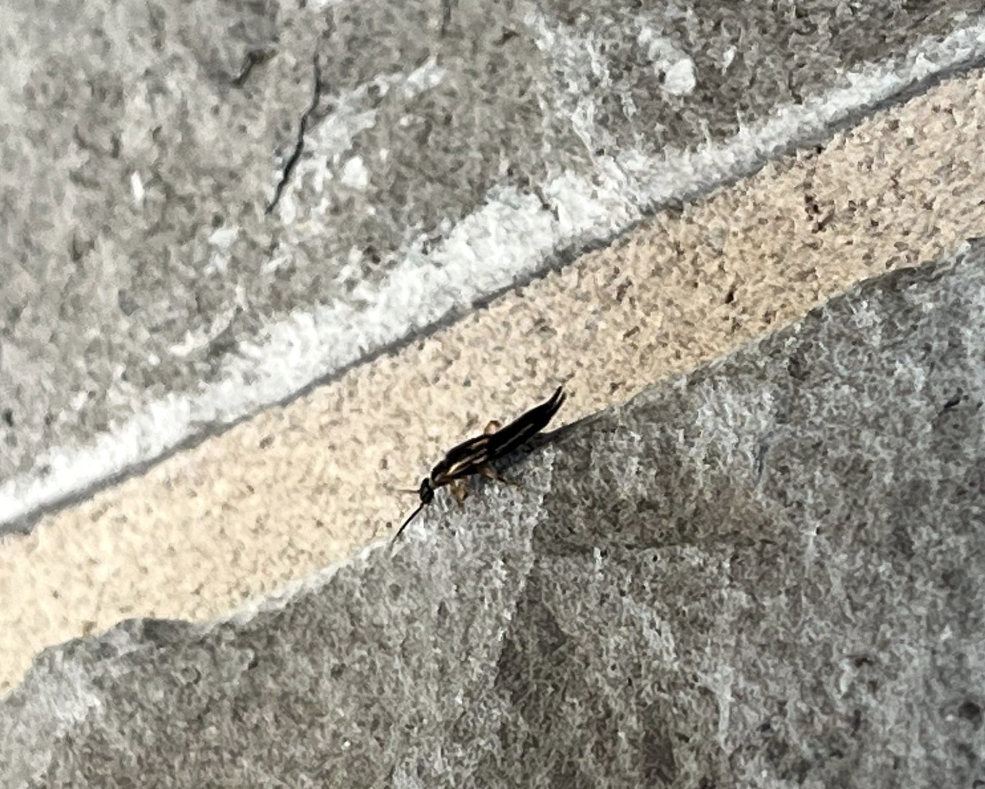 Wasp located on stone wall during summer pest inspection in McKinney.