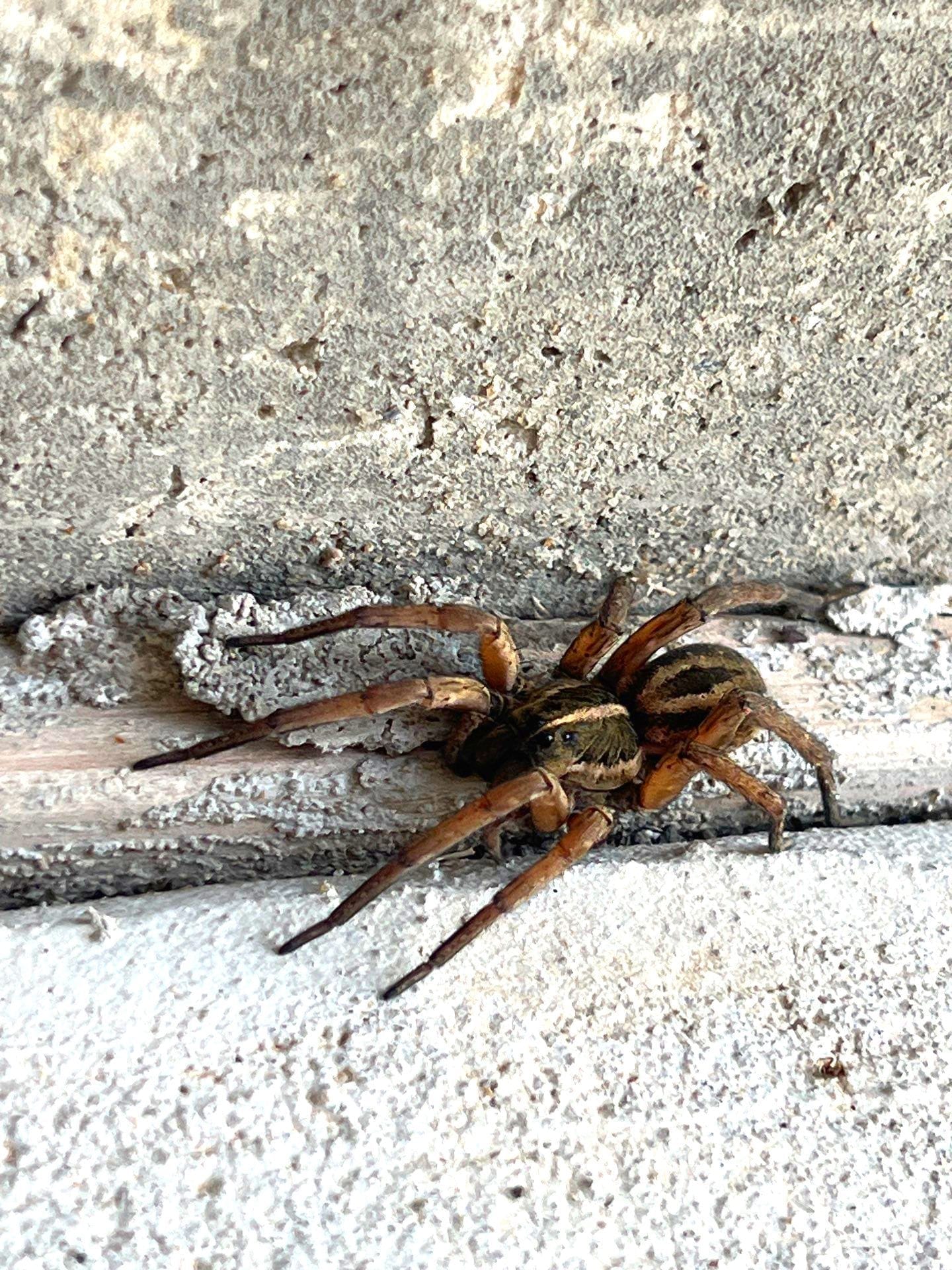 Wolf spider located along base of concrete wall during summer inspection in Princeton.