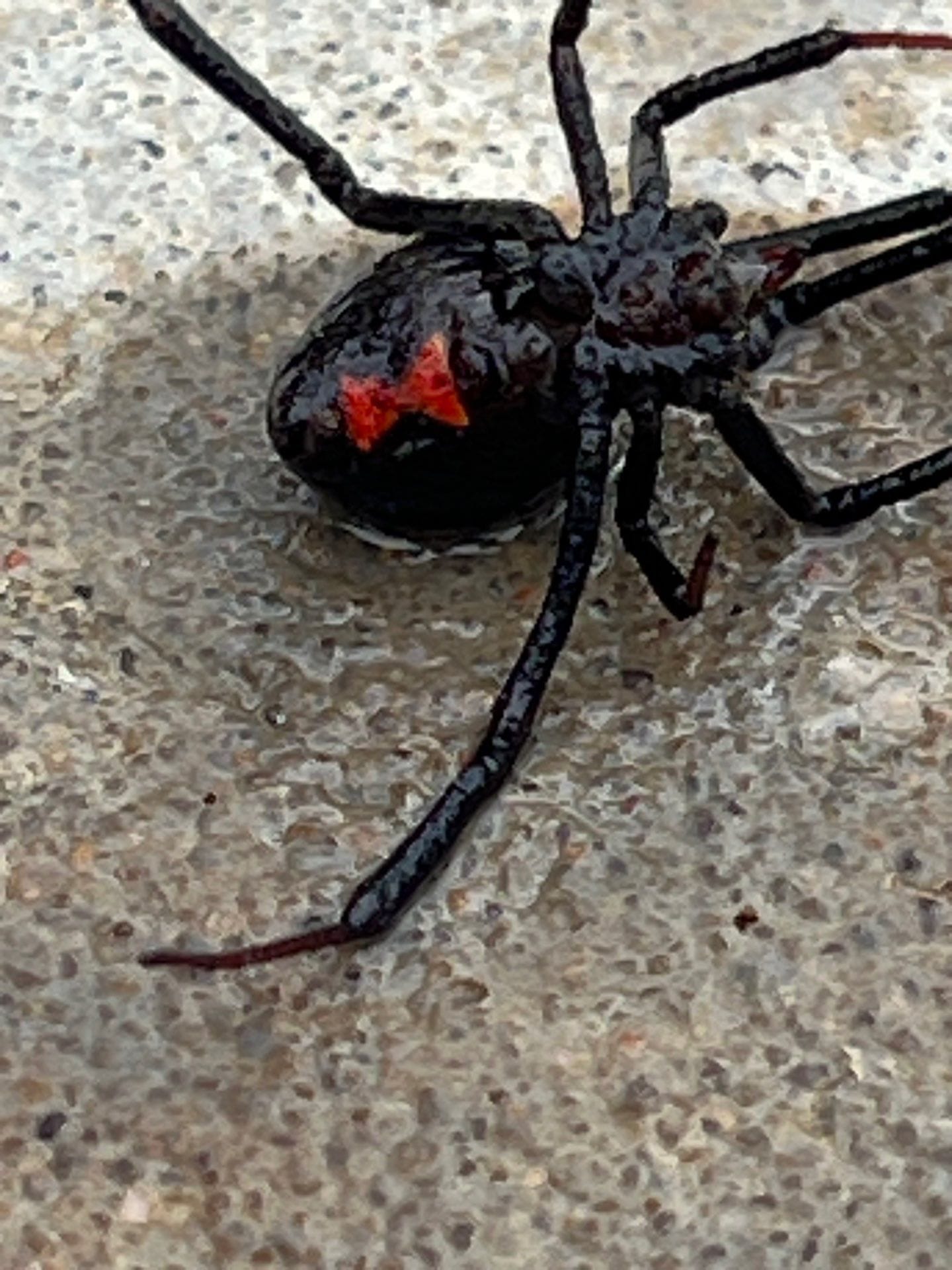 Black widow spider with red marking found dead on concrete surface in Anna.
