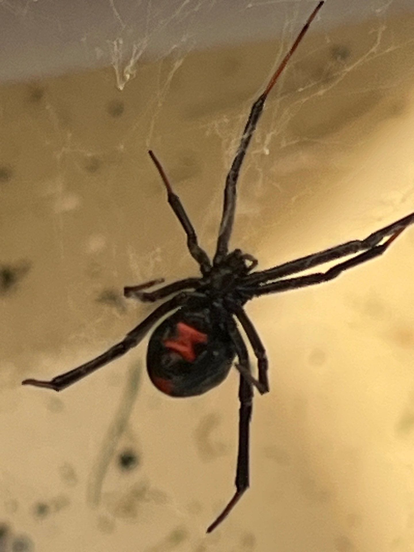 Black widow spider discovered in web near residential area in Princeton during fall inspection.