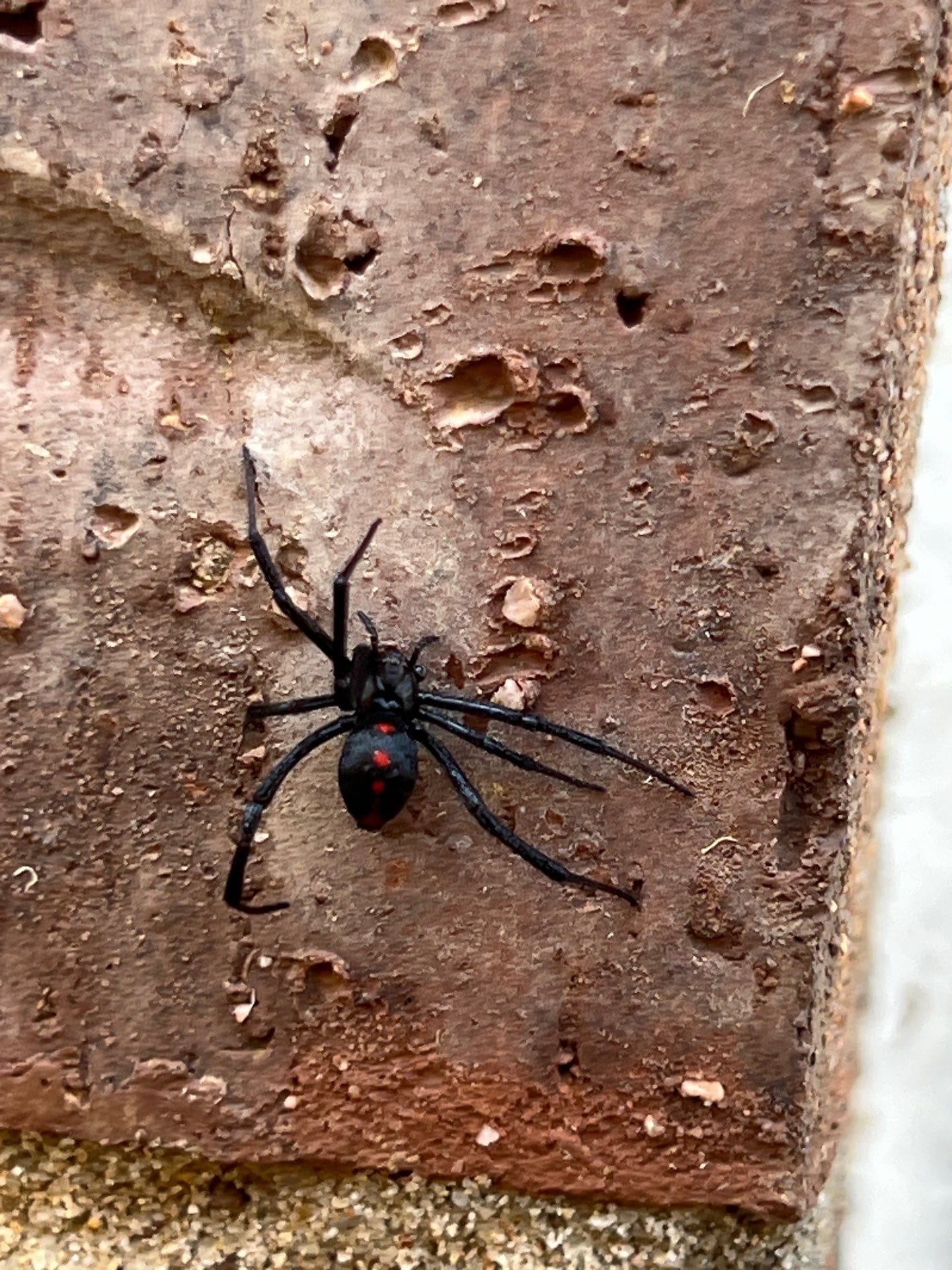Black widow spider spotted on brick exterior surface in Princeton.