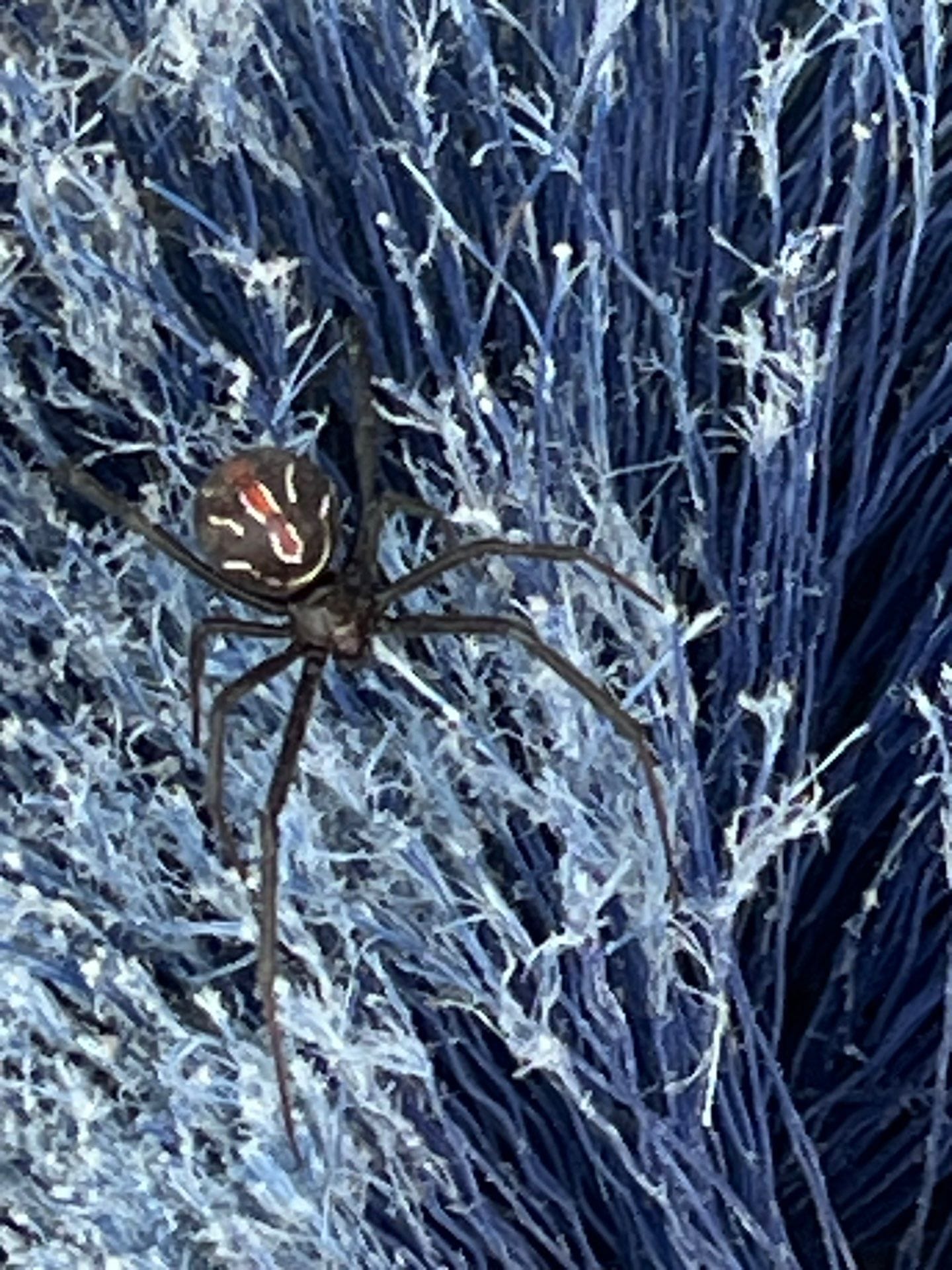 Black widow spider spotted on outdoor brush surface in Anna during fall pest inspection.