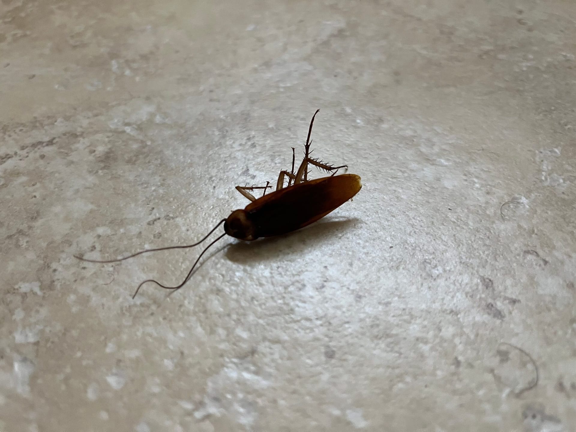 Dead cockroach found indoors on a tiled floor in McKinney, Texas during fall pest inspection.