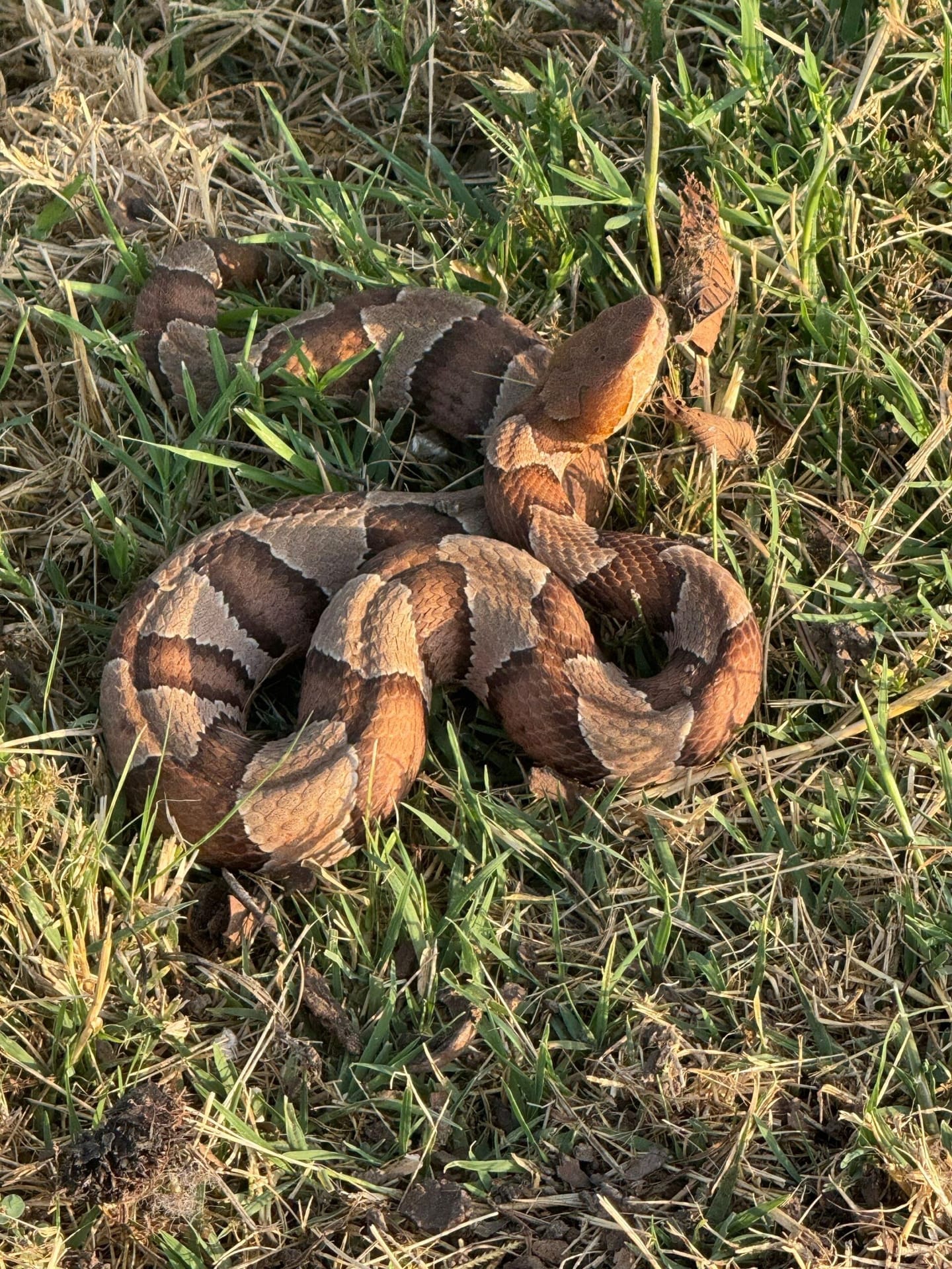 Copperhead snake spotted resting in dry grassy area near a McKinney, Texas property during fall inspection.