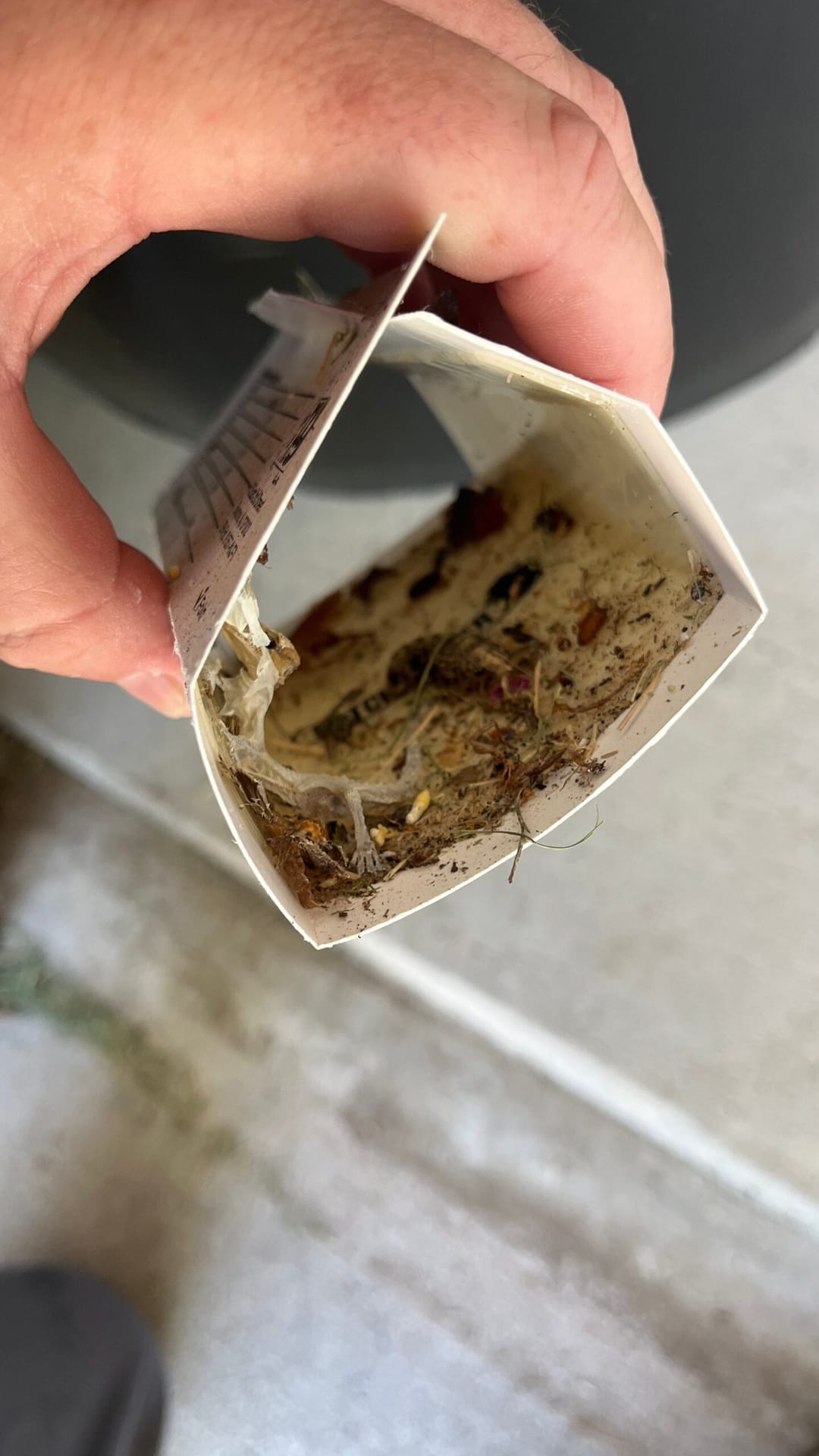 Lizard caught in sticky insect trap during indoor pest monitoring in Frisco.