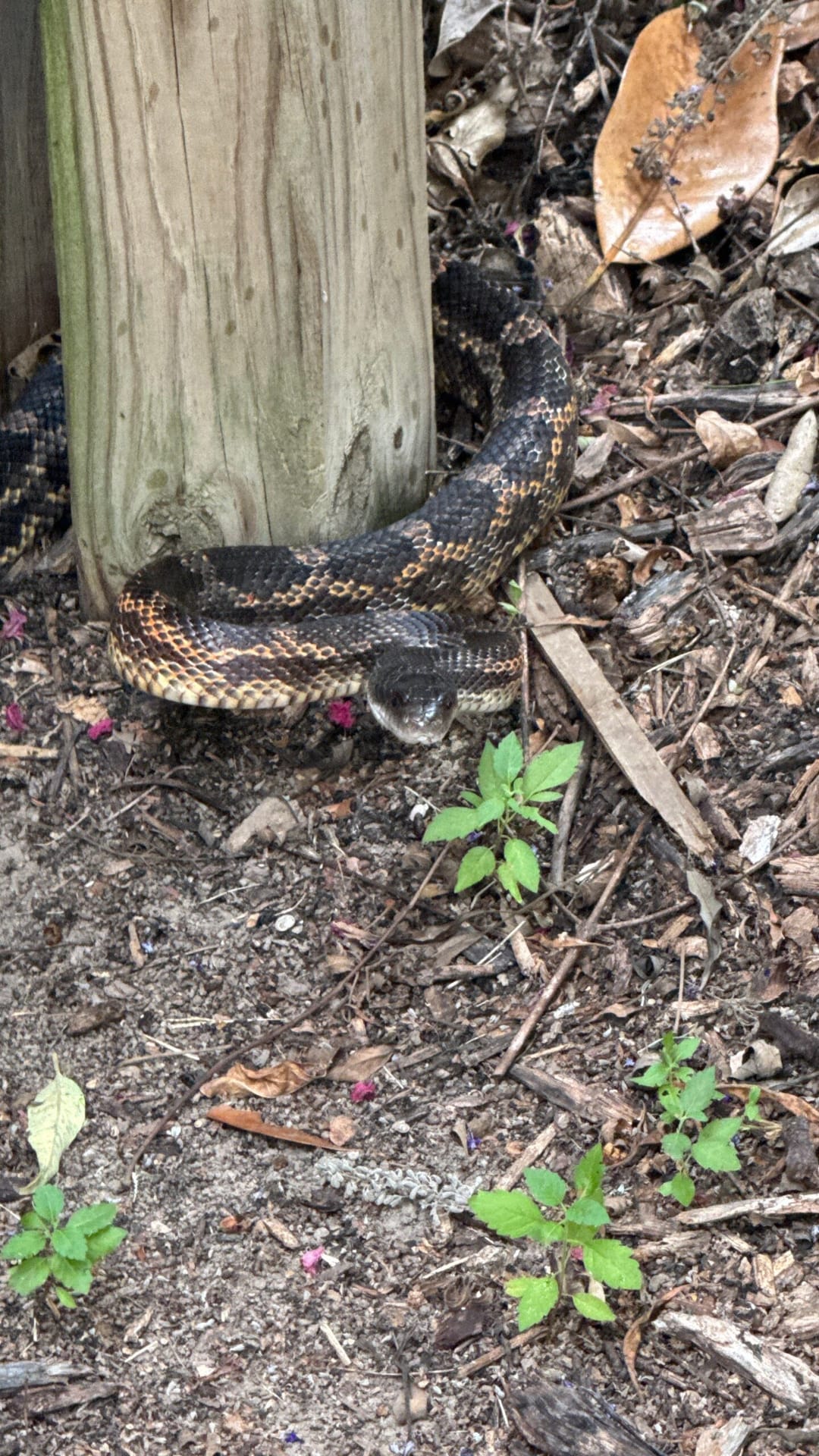 Snake coiled at base of wooden post found during pest control inspection in McKinney