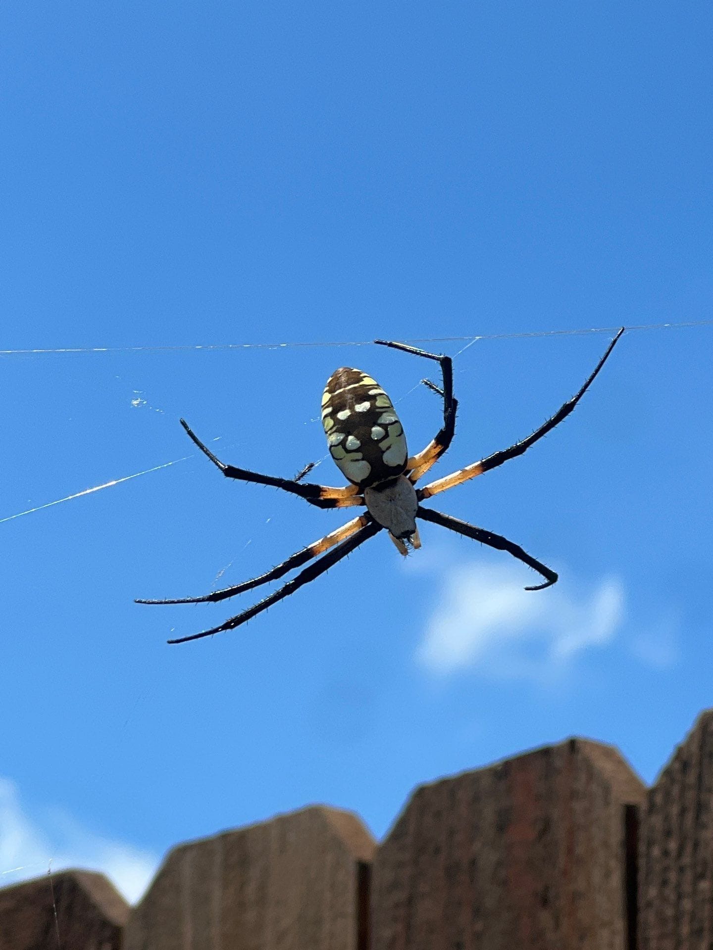 Large garden spider seen near wooden fence during pest inspection in Princeton