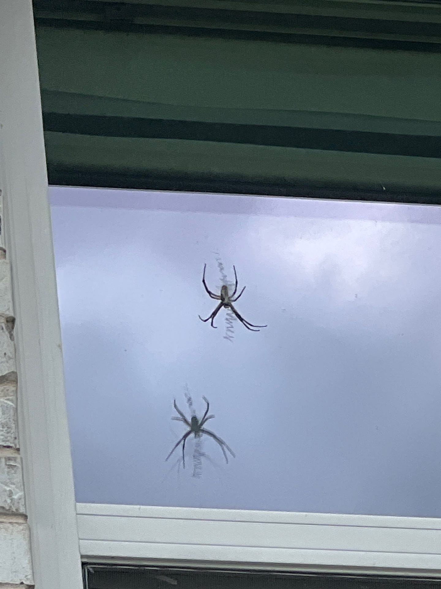Large spider with web on window glass of a home in Melissa