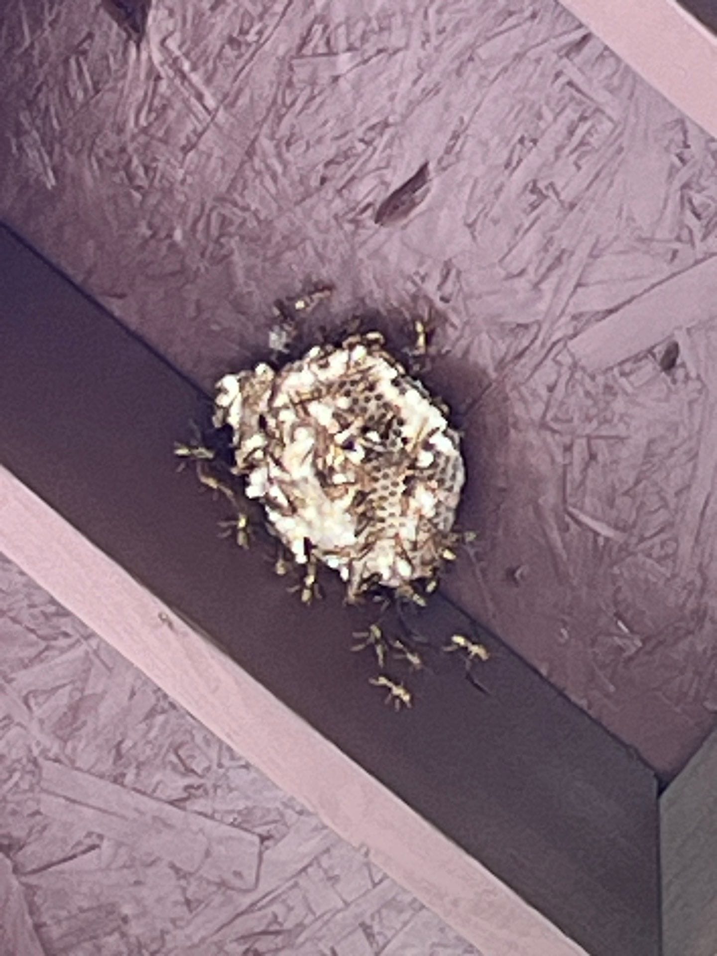 Active wasp nest formed under residential eave in McKinney during fall