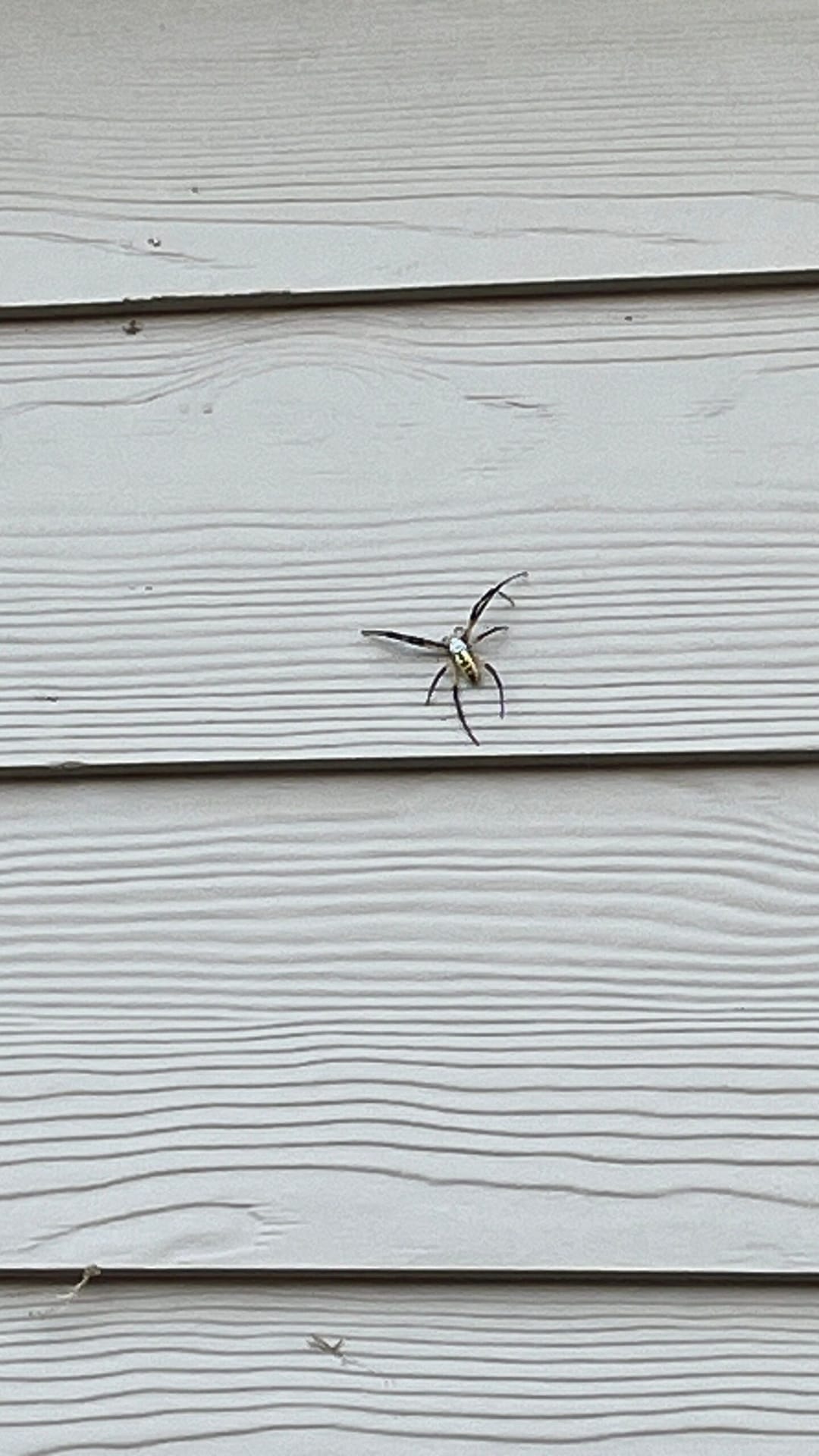 Wasp found on house siding during summer pest inspection in Princeton.