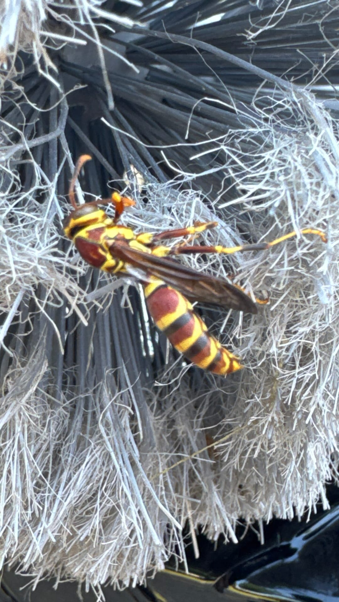 Dead paper wasp found on entry door brush in Frisco during summer inspection.