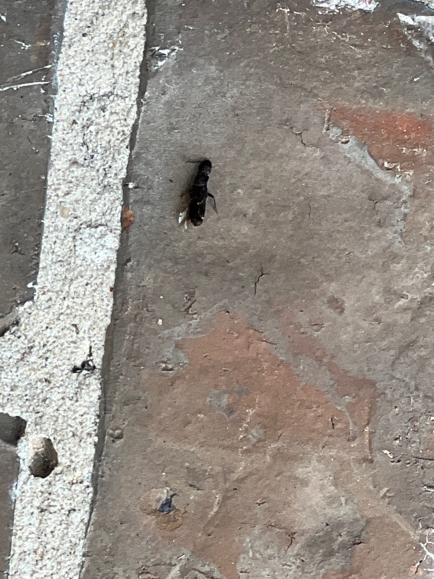 Dead wasp found on garage floor in Frisco during fall pest inspection.