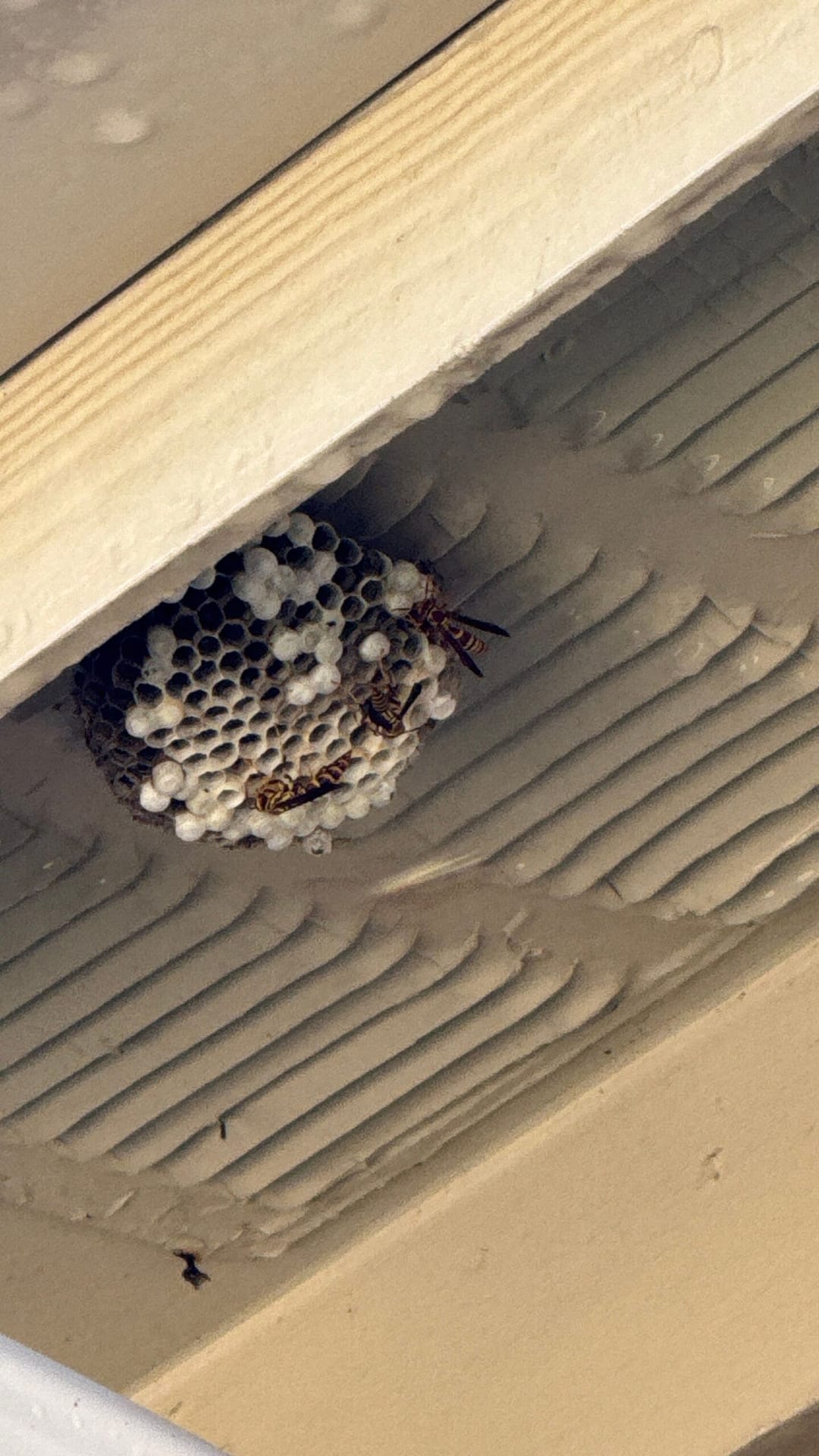Active wasp nest found under roof vent in Allen, Texas