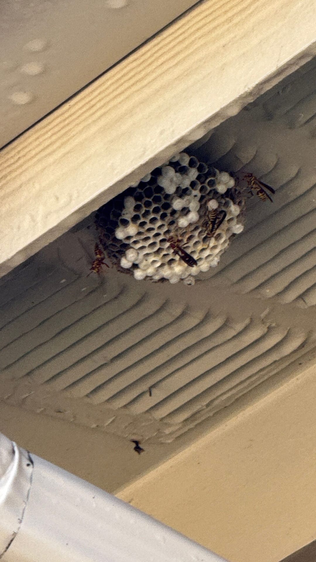 Active wasp nest found beneath roof soffit during early summer pest inspection in Allen.